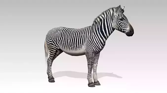 Zebra Animated Low-poly 3D model Zebra Animated Low-poly 3D model