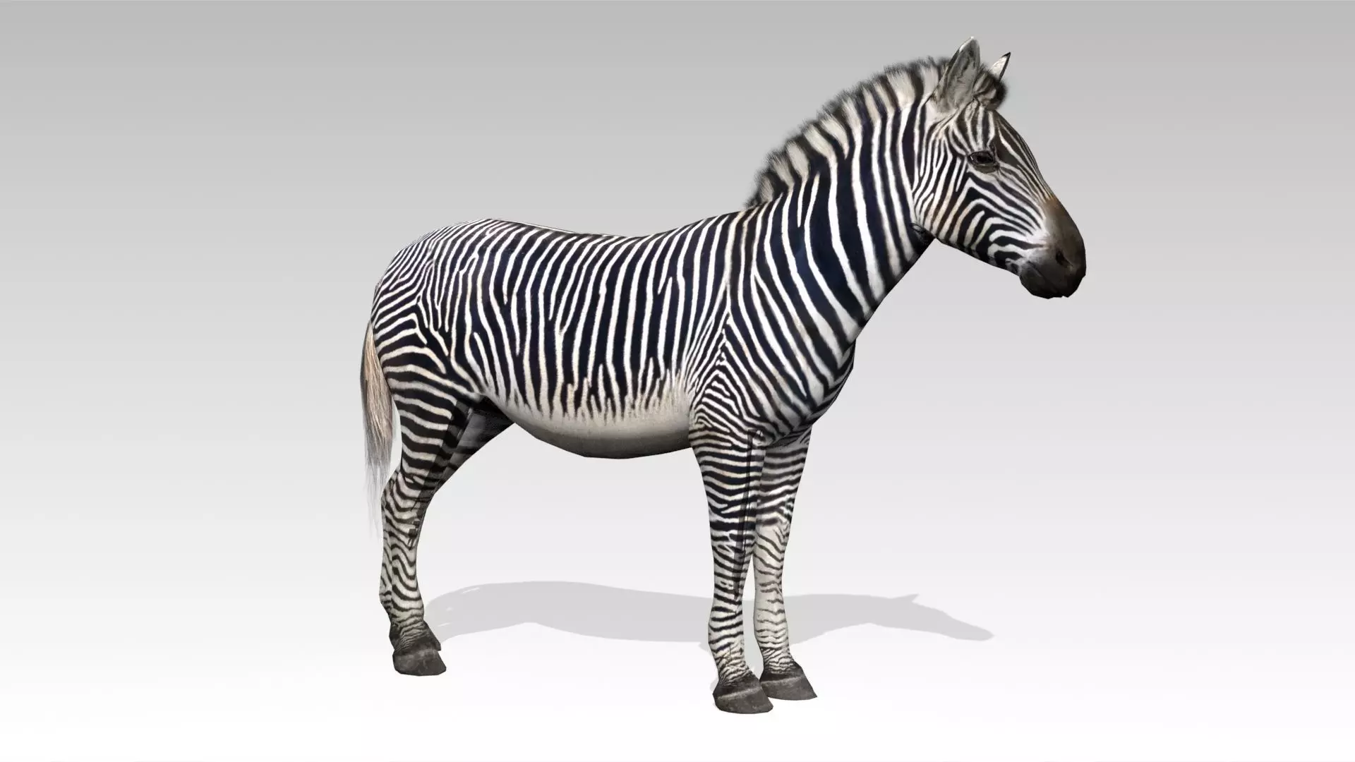 Zebra Animated Low-poly 3D model_0