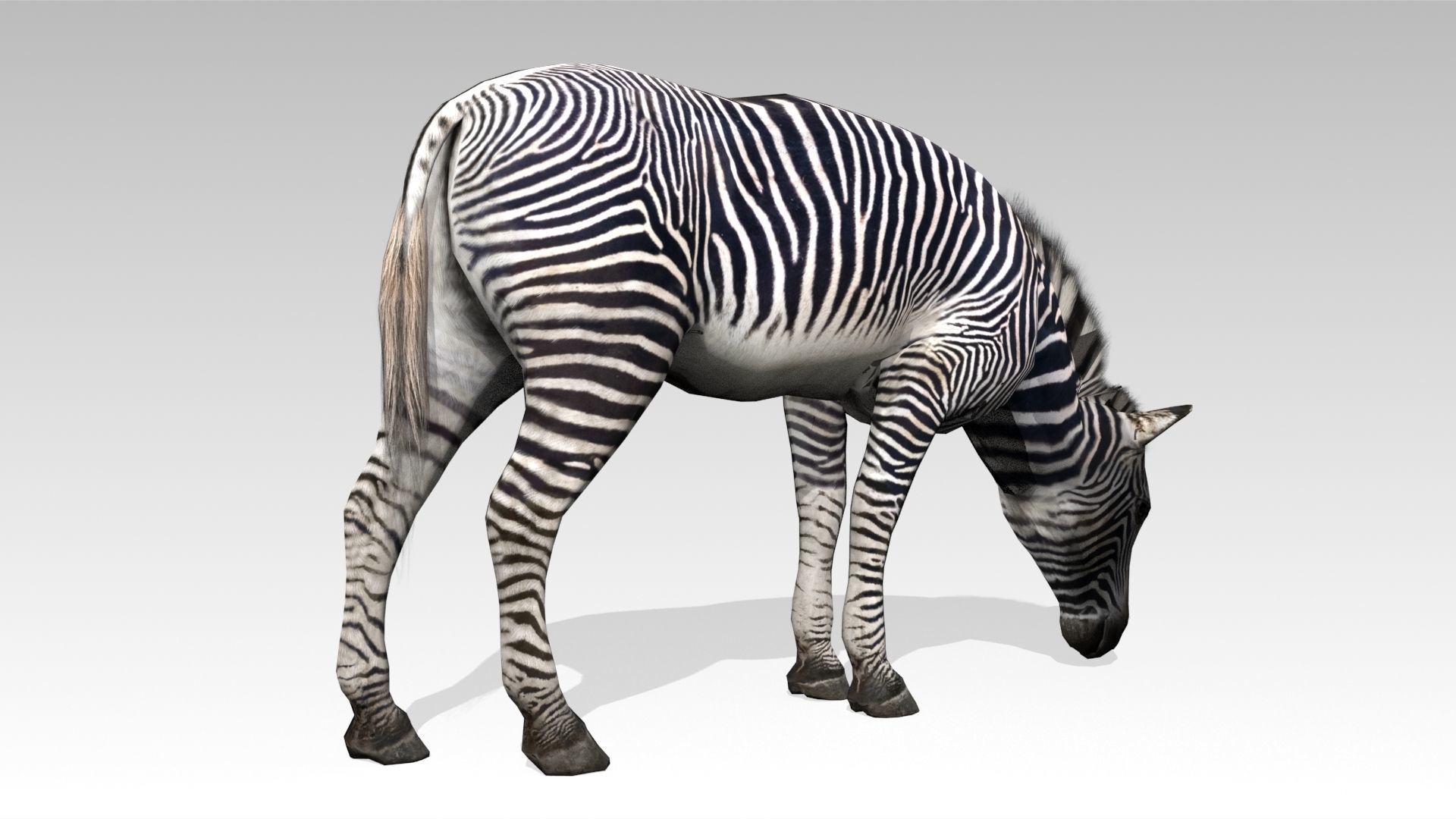 Zebra Animated Low-poly 3D model_6