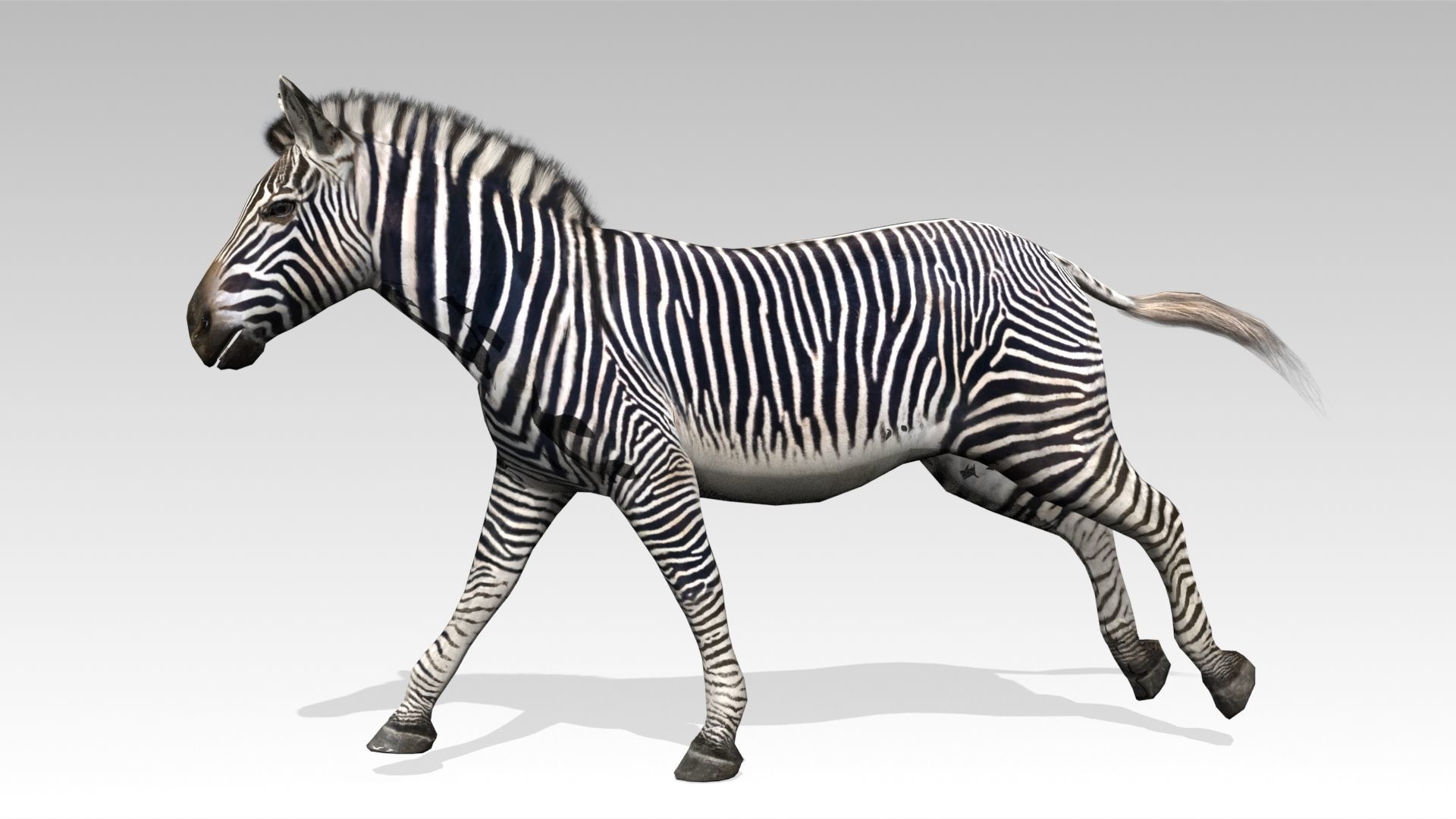 Zebra Animated Low-poly 3D model_7