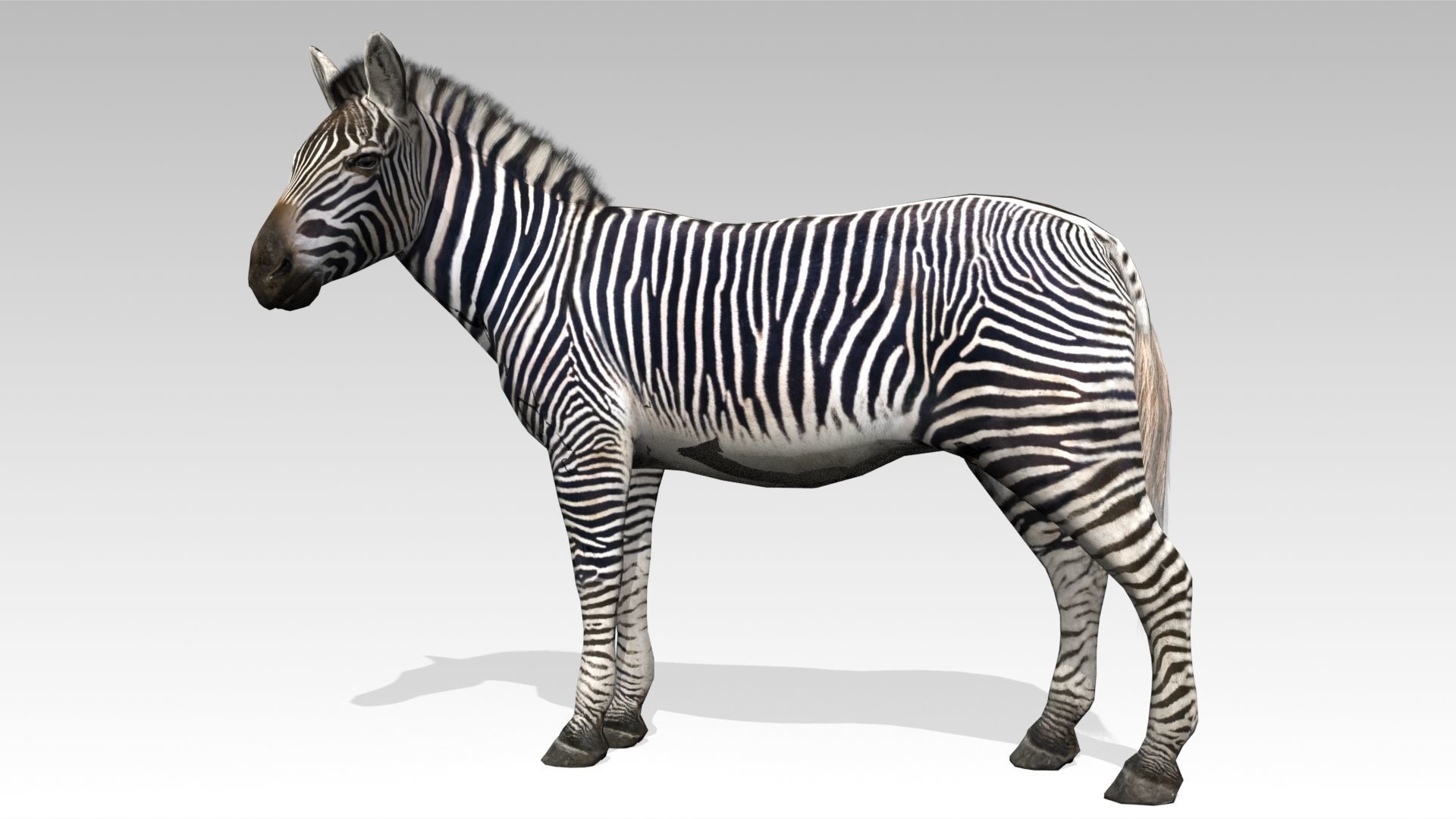 Zebra Animated Low-poly 3D model_5