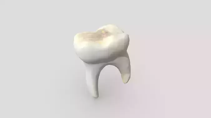 Human Tooth
