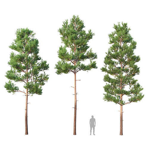 Pine Set 06 3D model