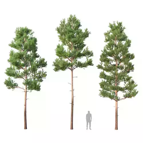 Pine Set 06