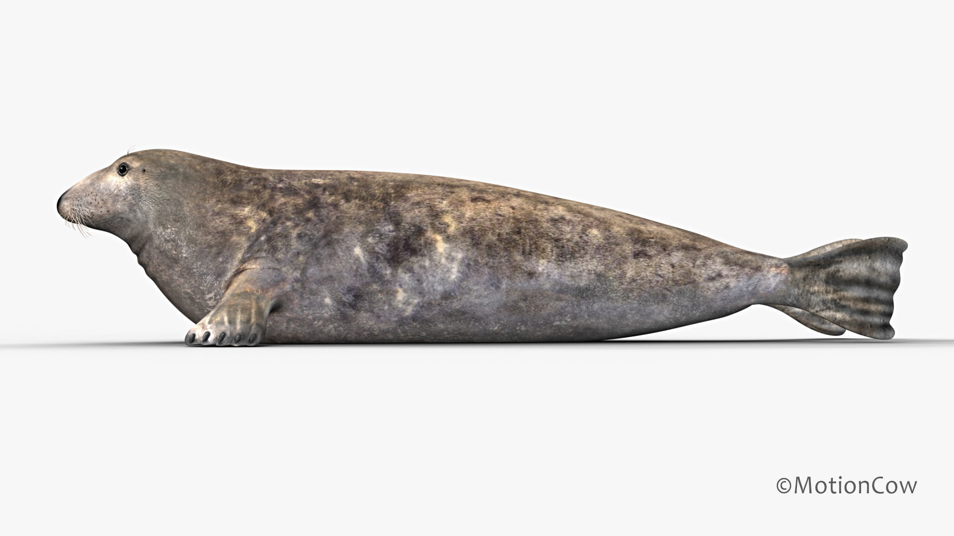 Grey Seal 3D model_11