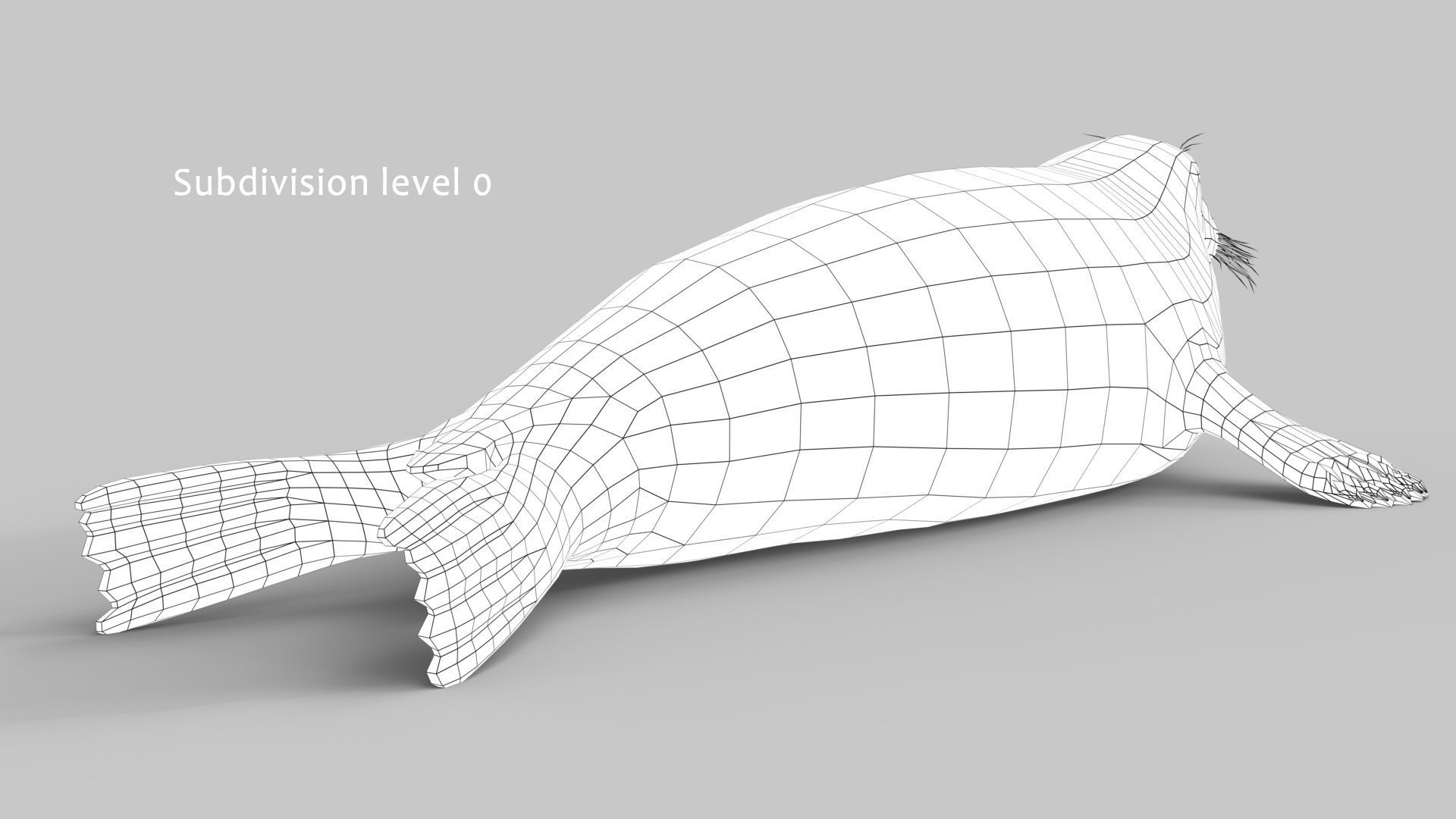 Grey Seal 3D model_16