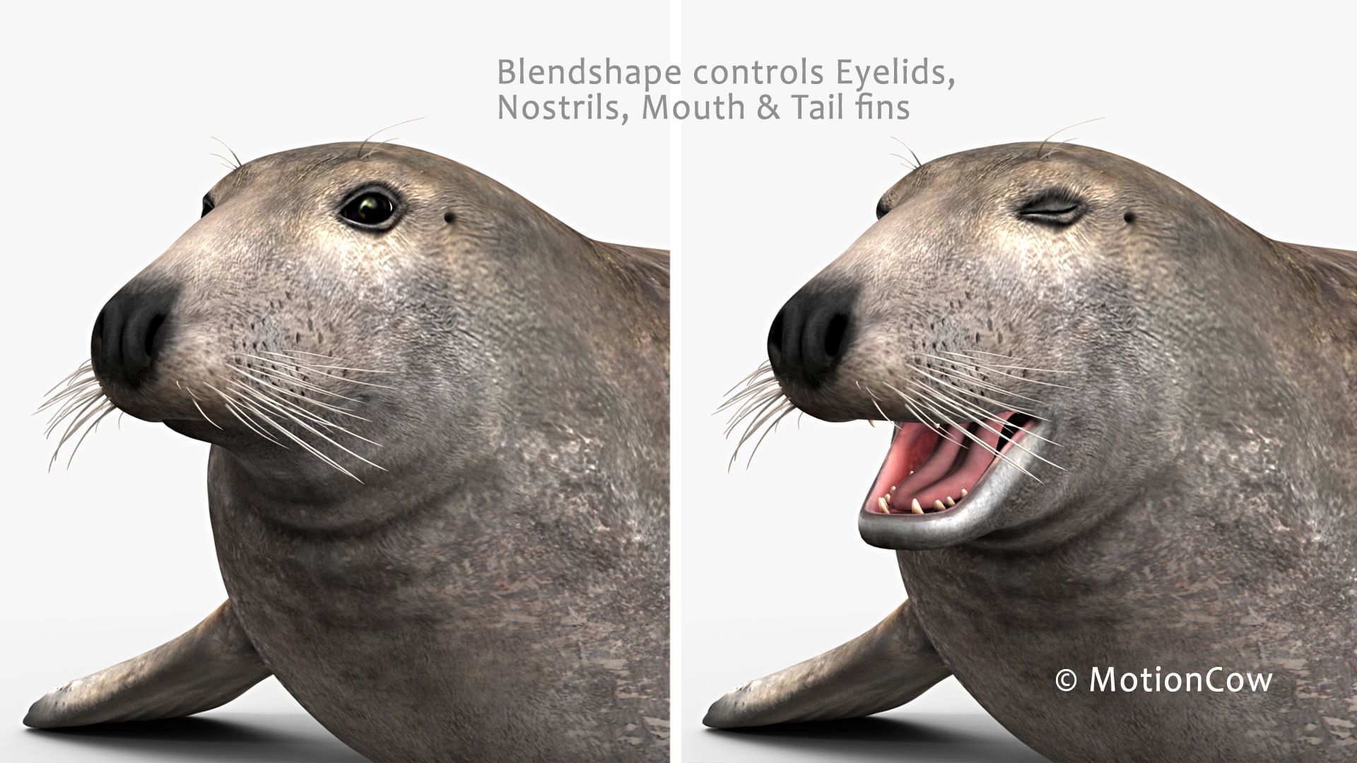 Grey Seal 3D model_9