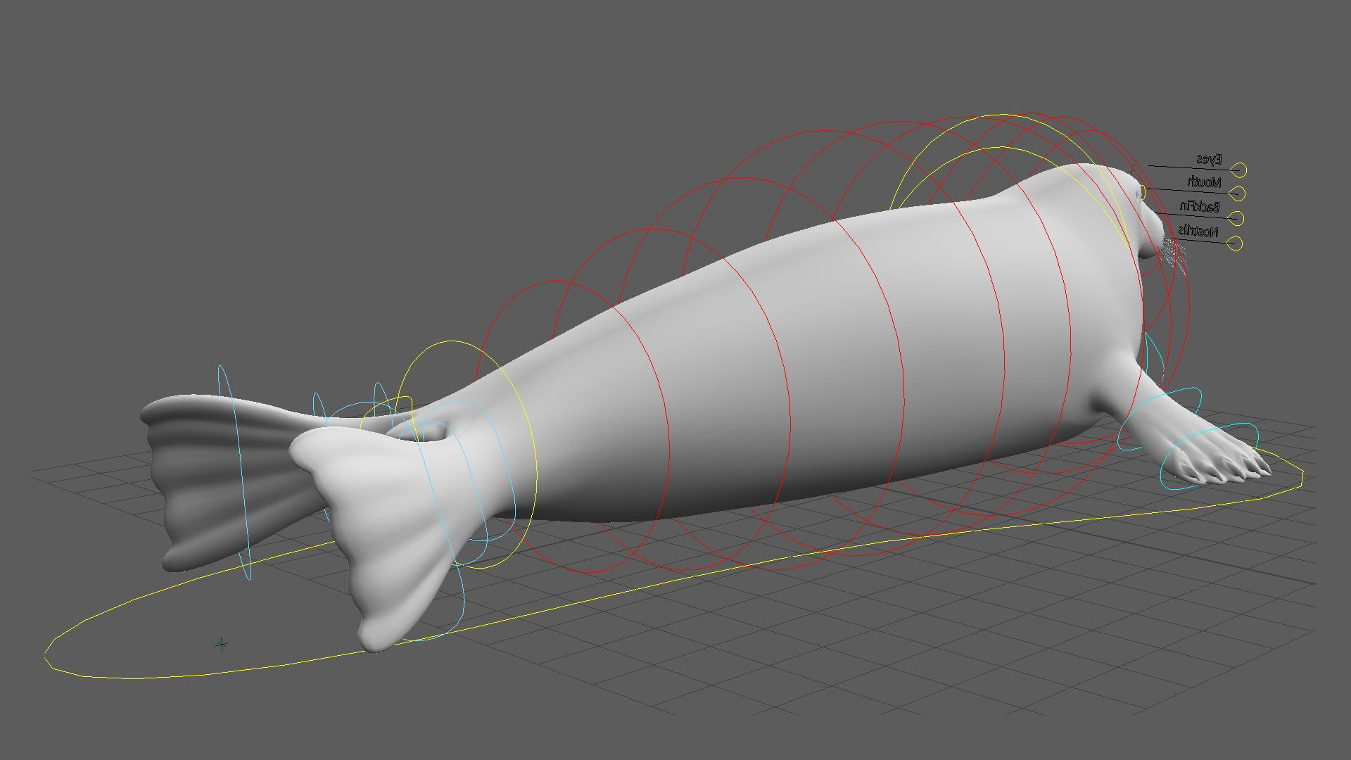 Grey Seal 3D model_19