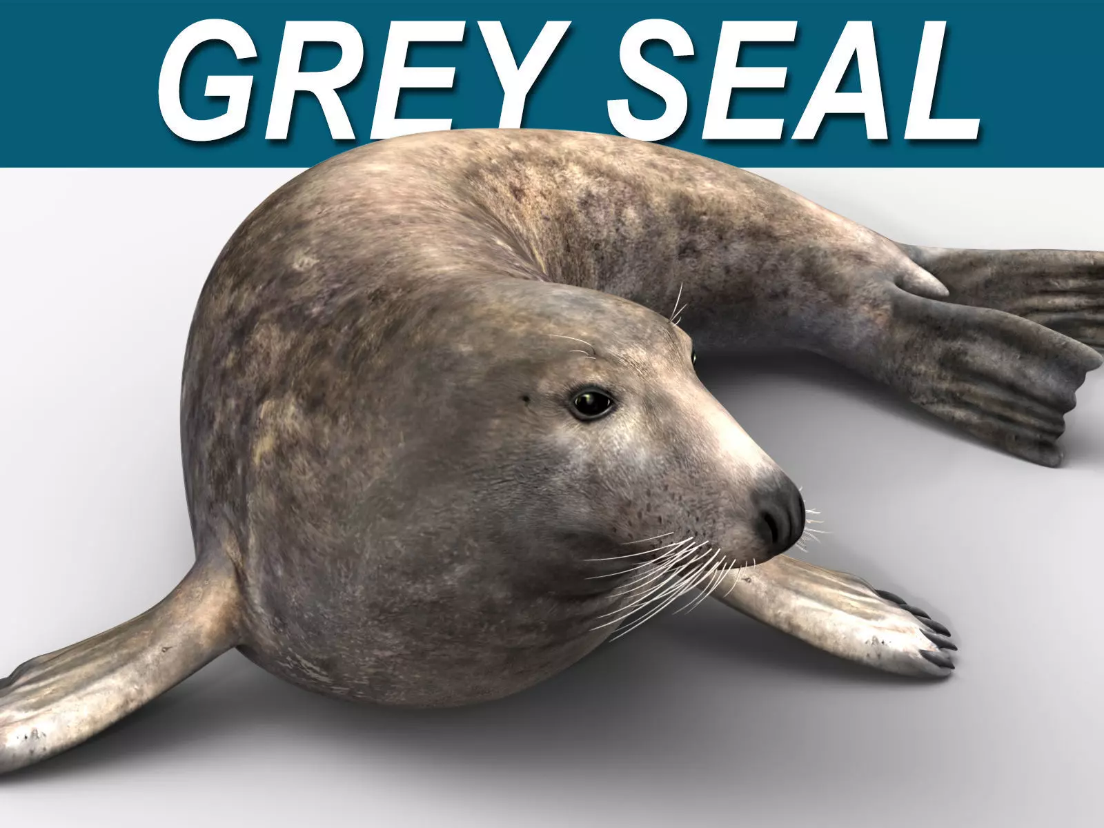 Grey Seal 3D model_0