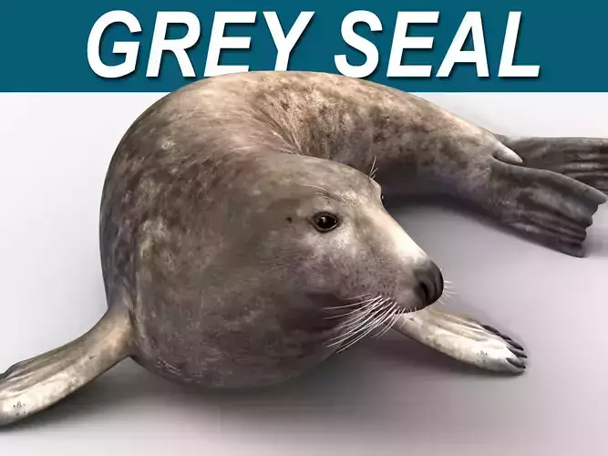 Grey Seal