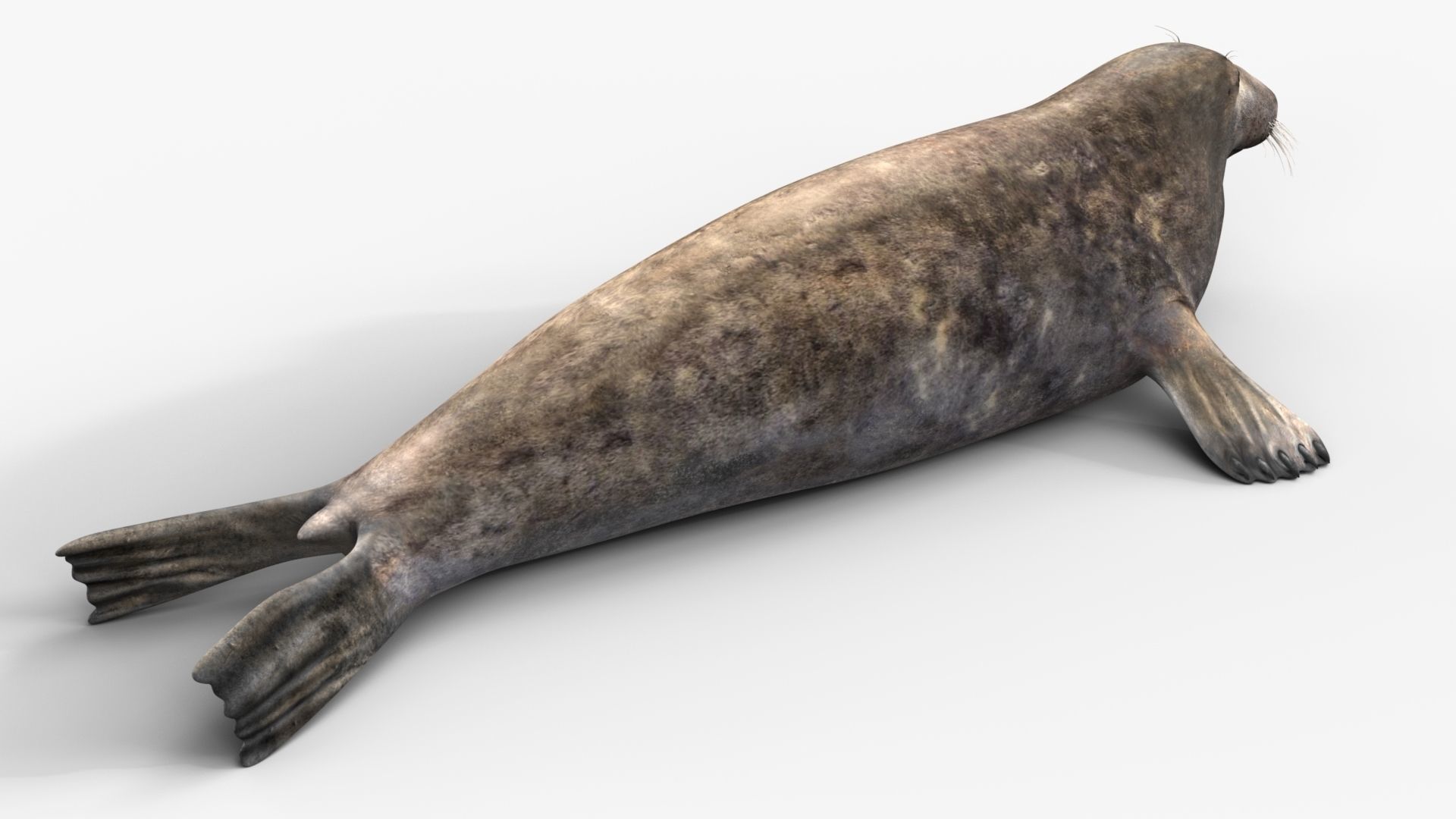 Grey Seal 3D model_6
