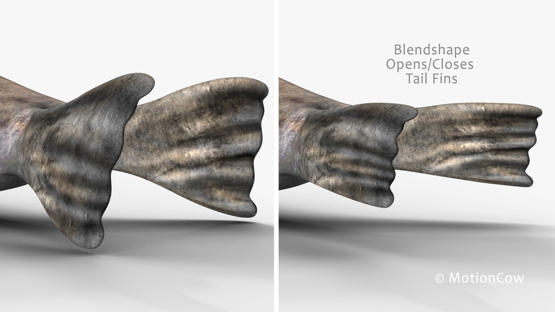 Grey Seal 3D model_10