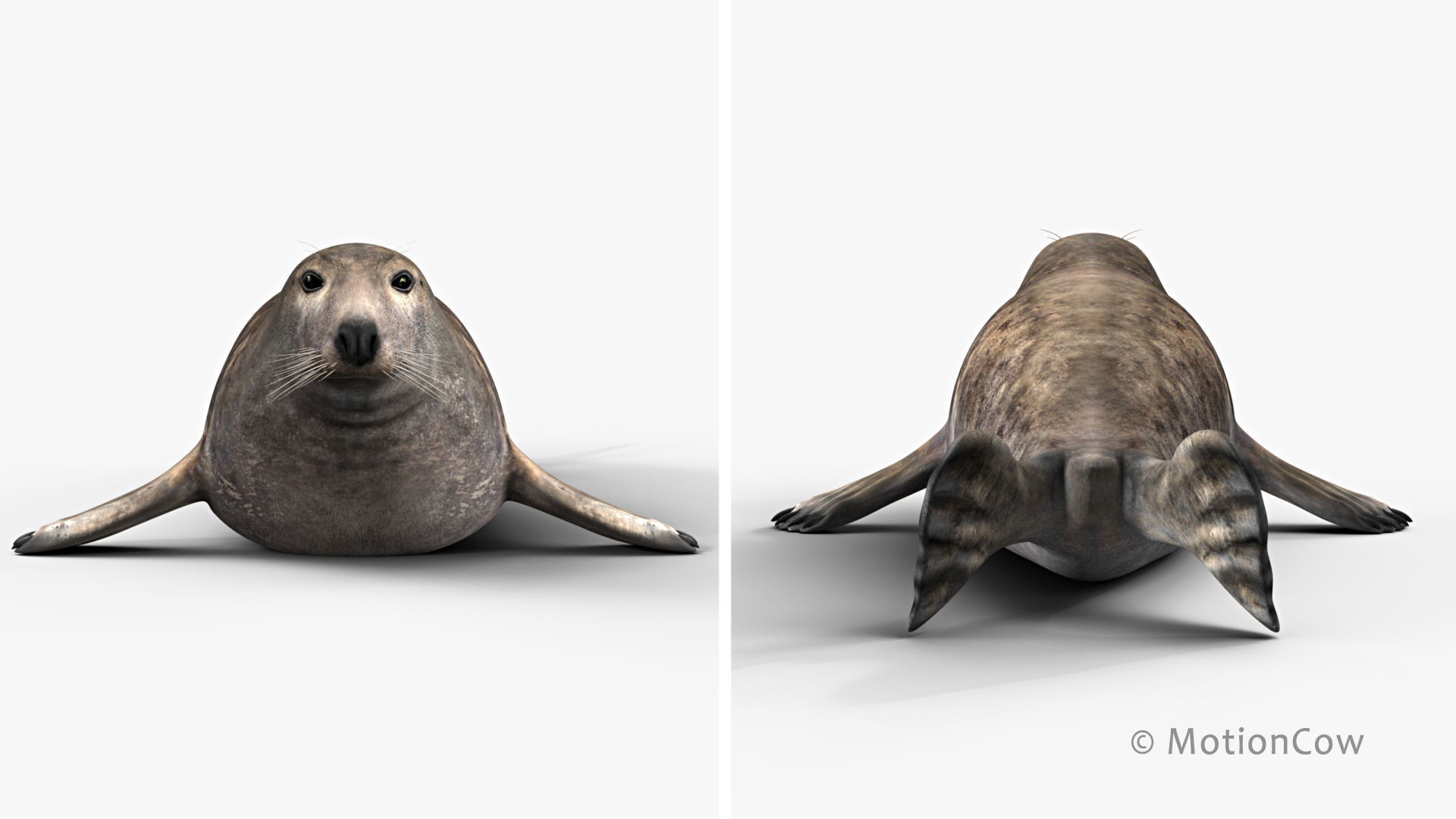 Grey Seal 3D model_13
