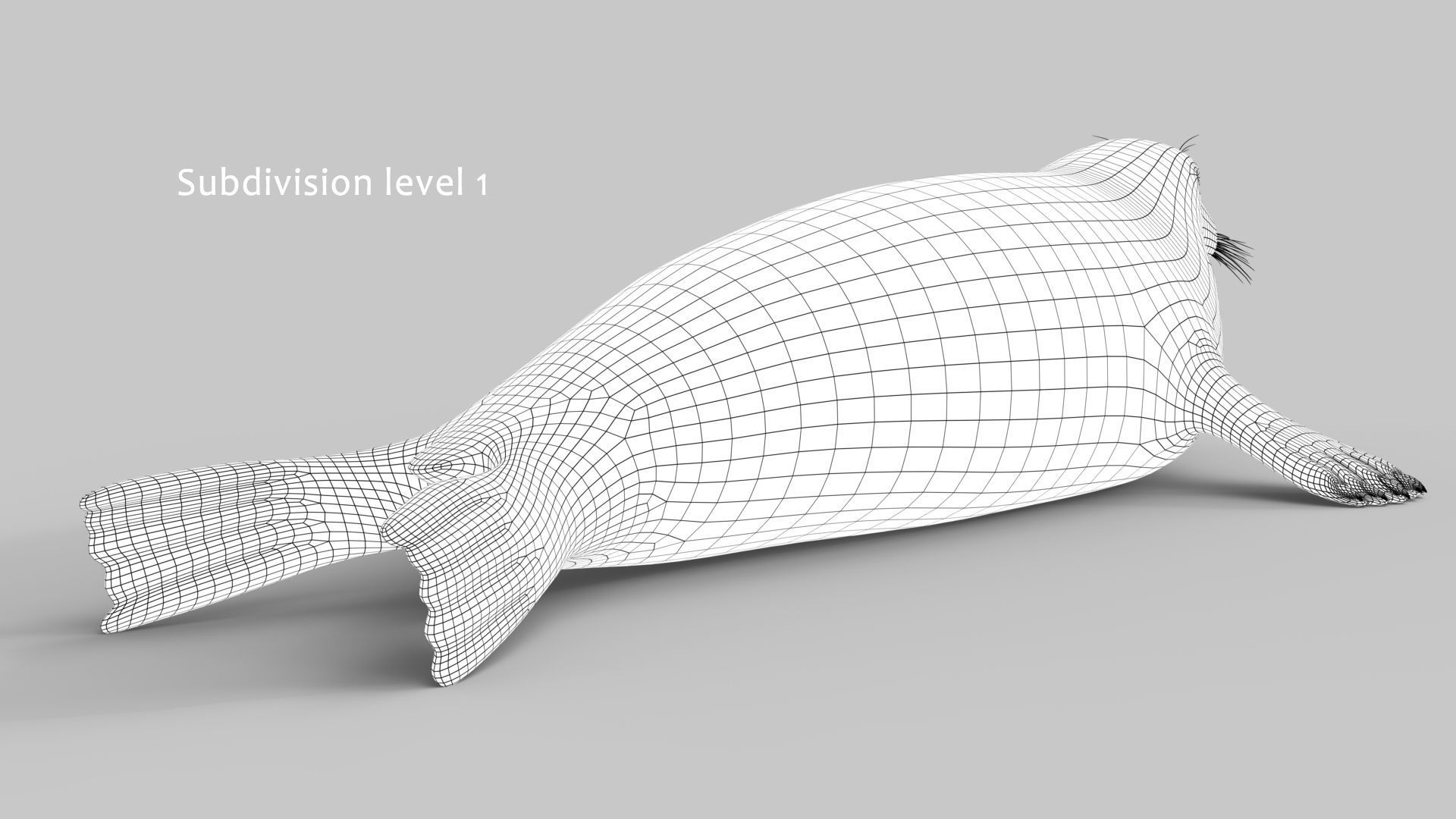 Grey Seal 3D model_17