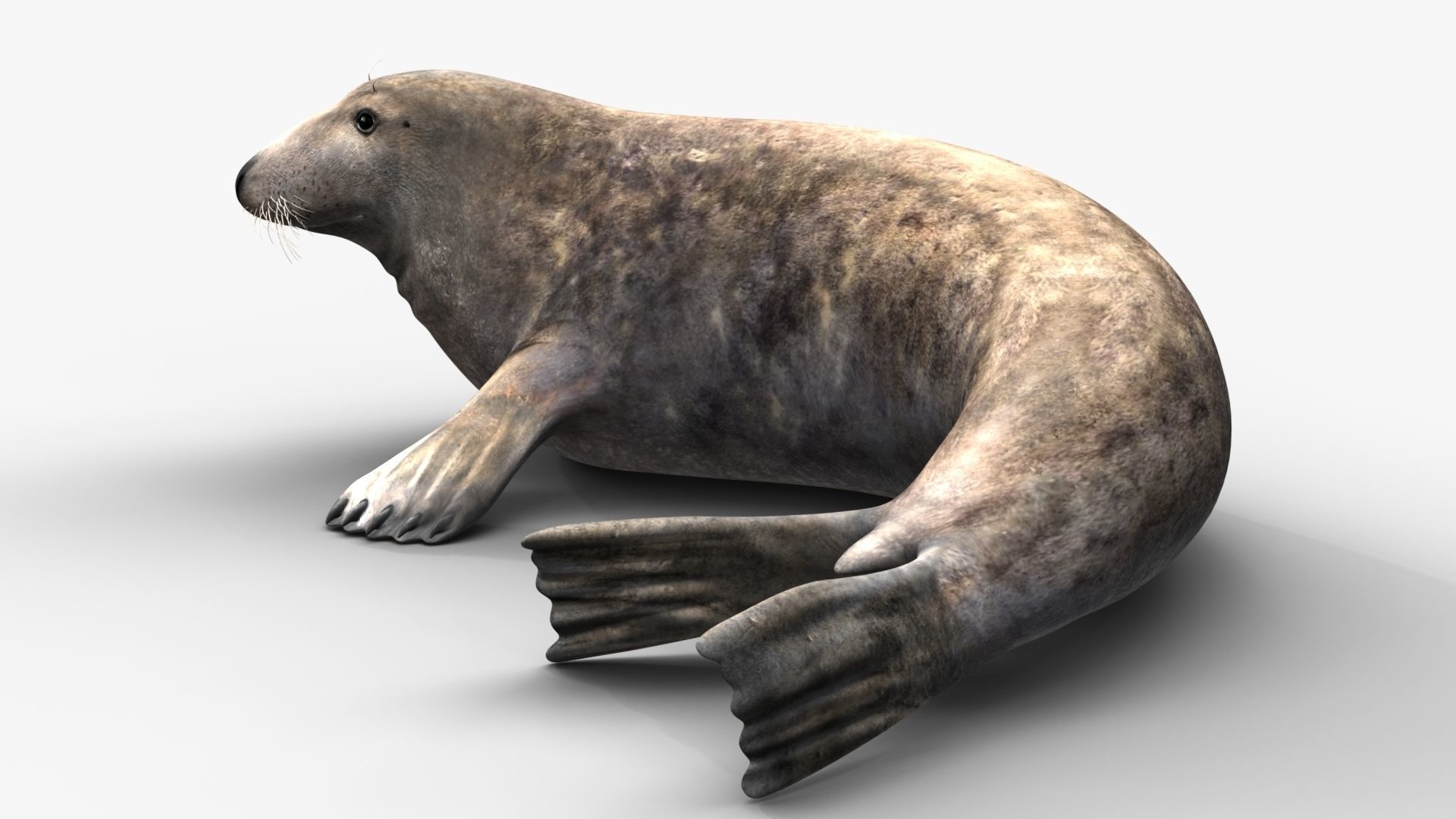 Grey Seal 3D model_8
