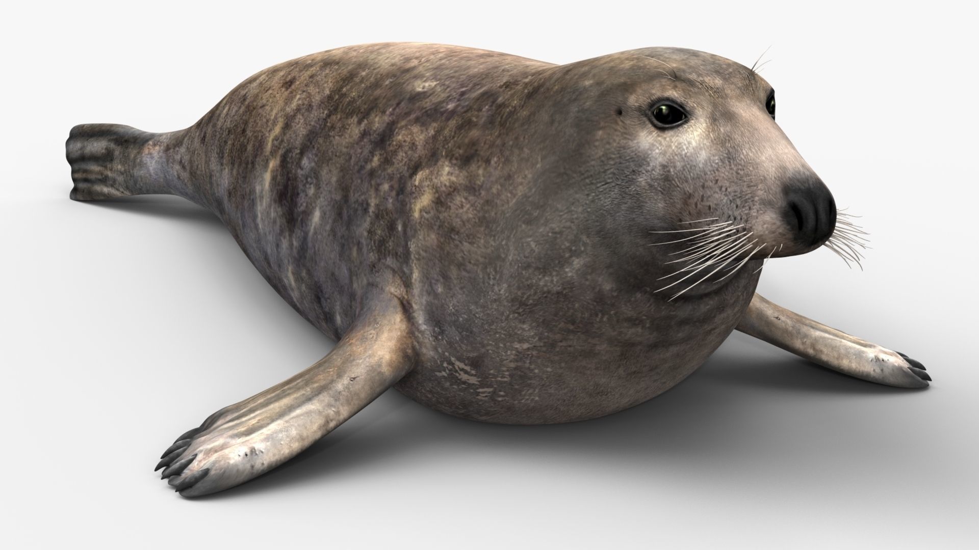 Grey Seal 3D model_5