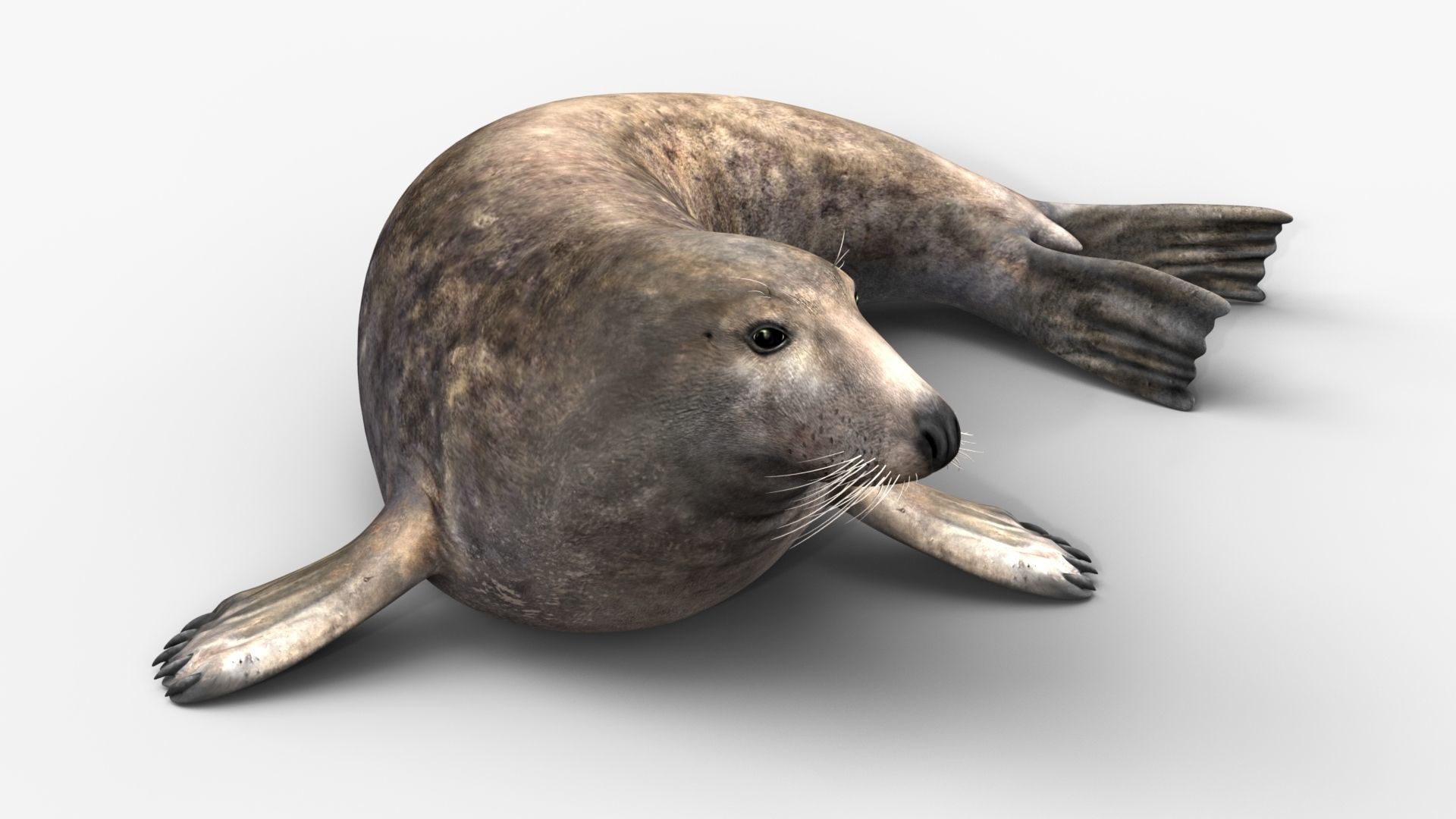 Grey Seal 3D model_1