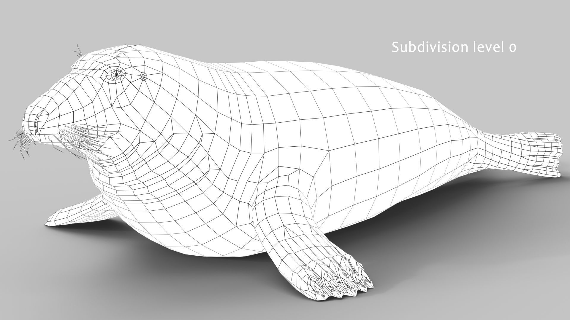 Grey Seal 3D model_14