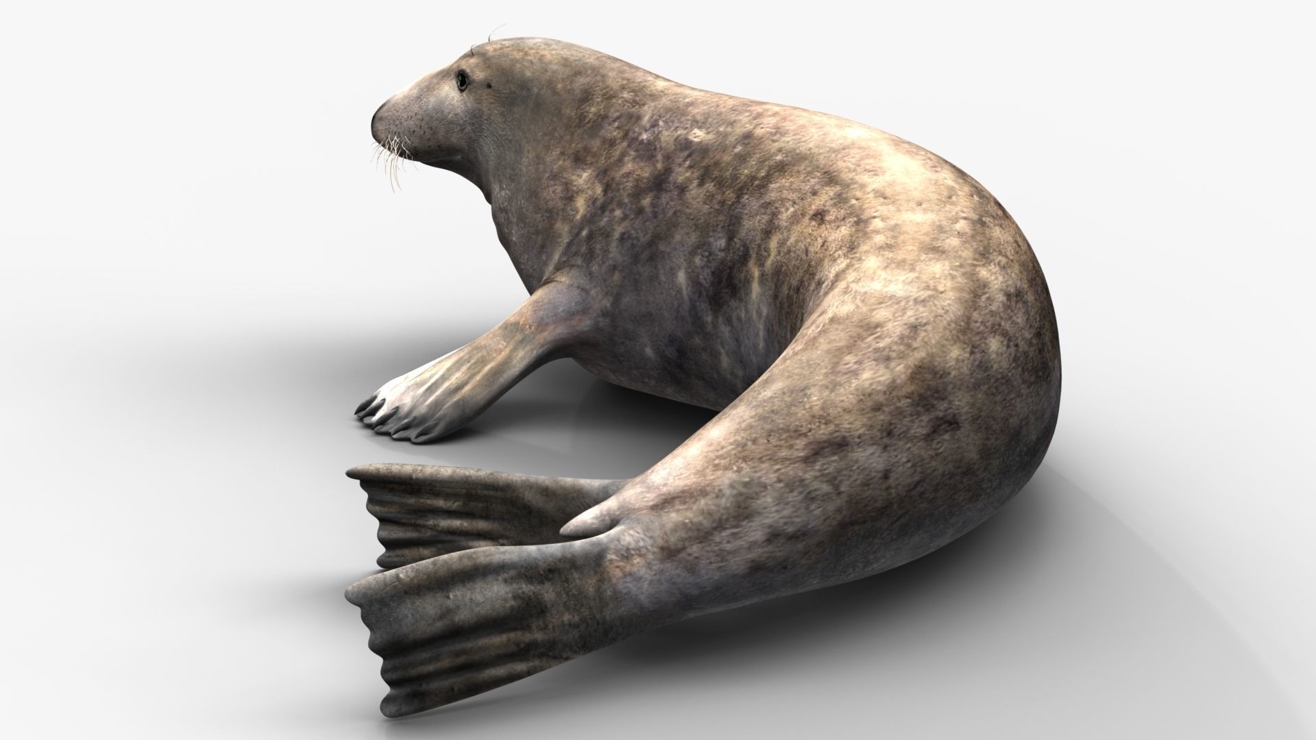 Grey Seal 3D model_2