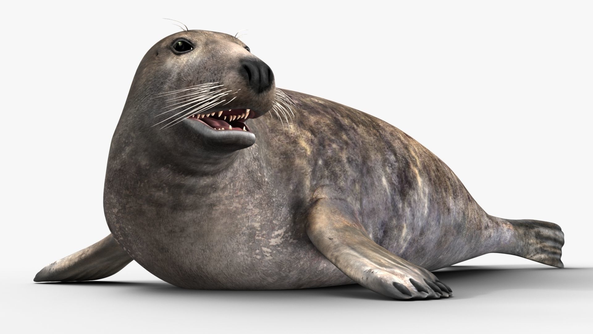 Grey Seal 3D model_3