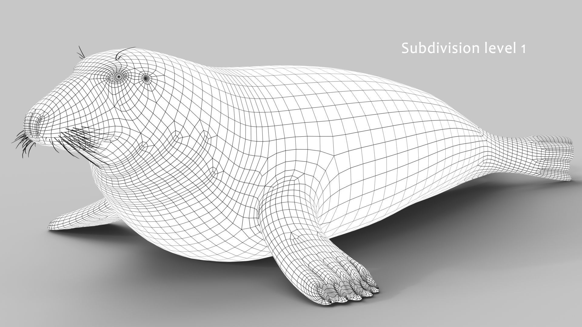 Grey Seal 3D model_15
