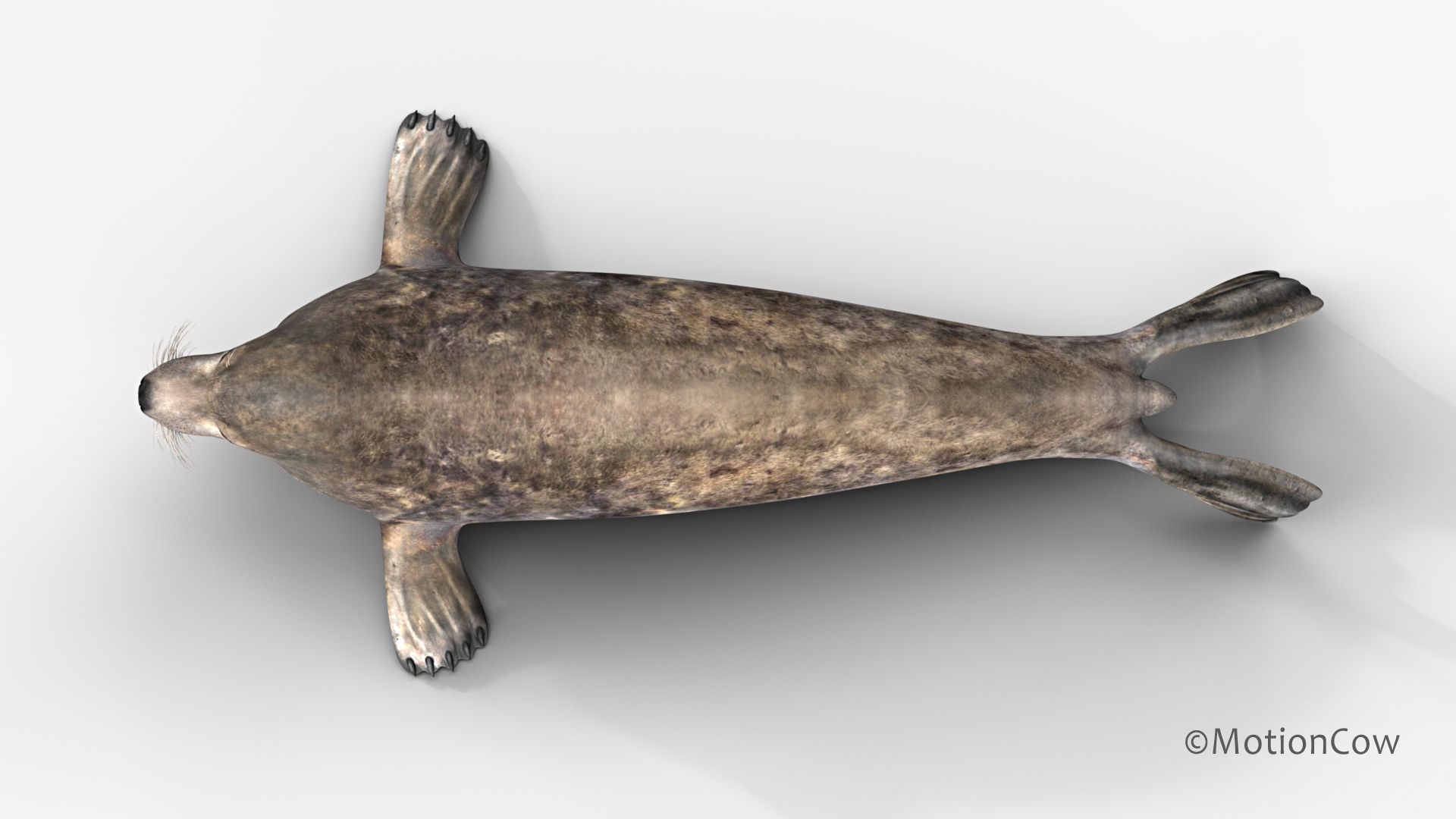 Grey Seal 3D model_12