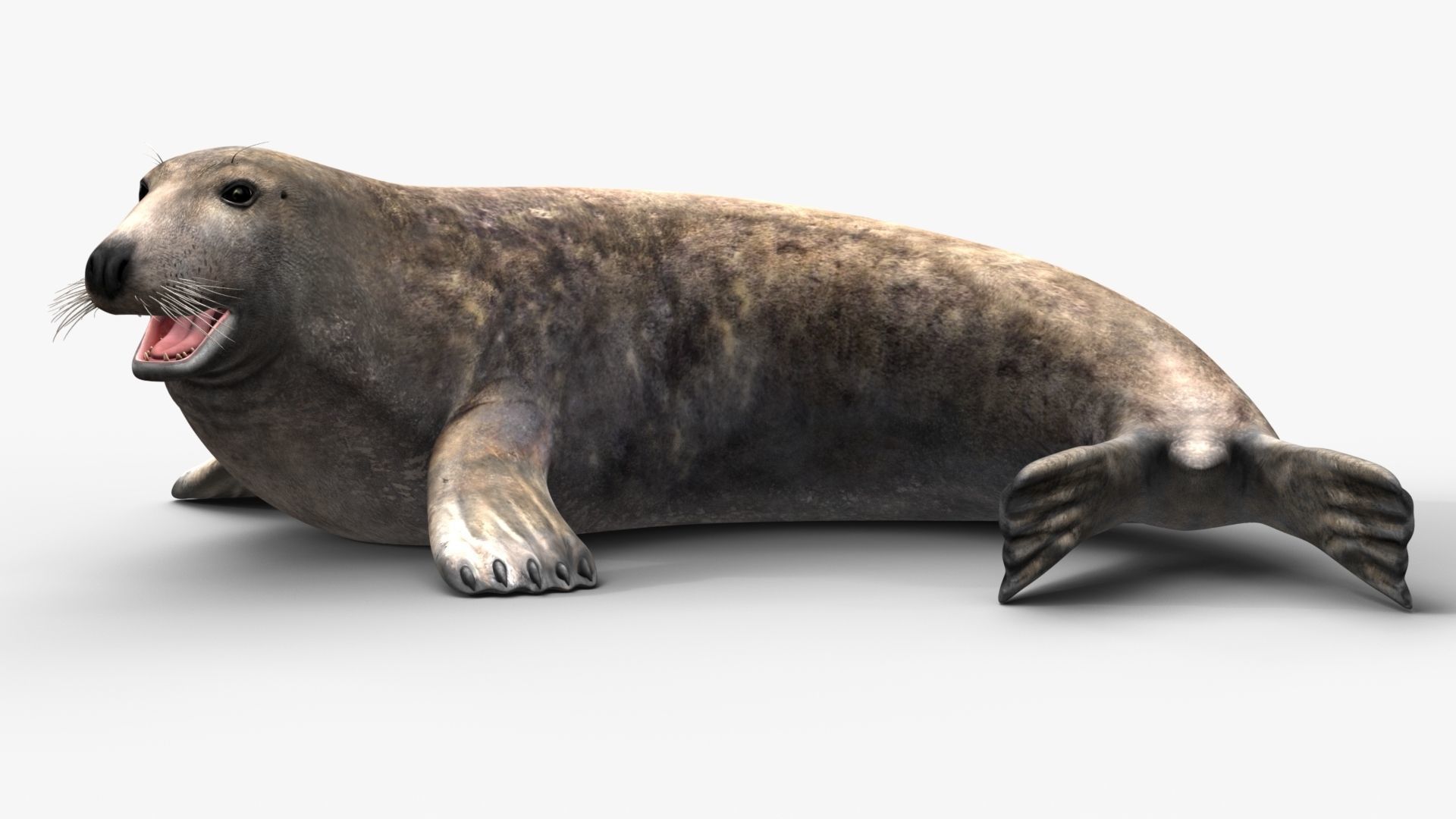 Grey Seal 3D model_7