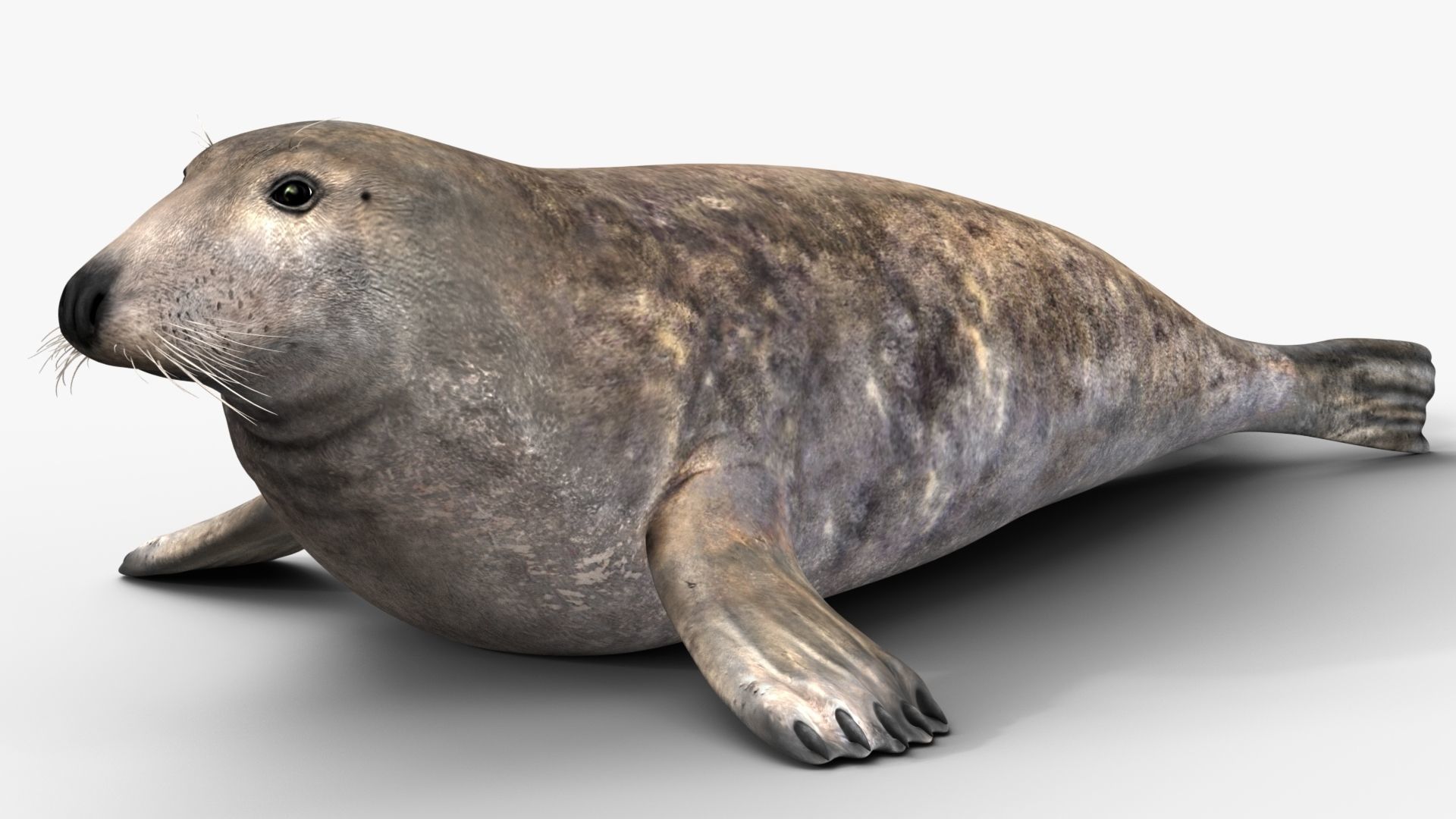 Grey Seal 3D model_4