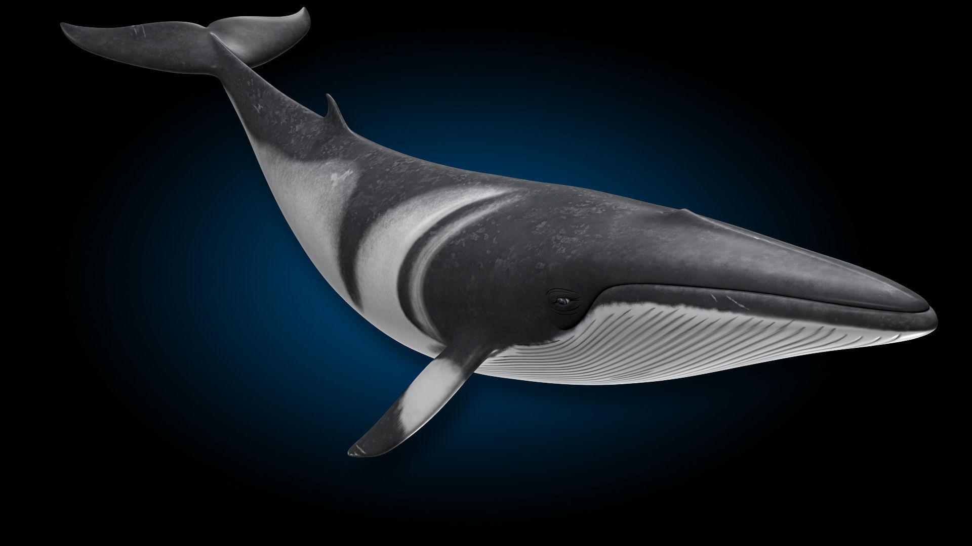 Minke Whale 3D model_7