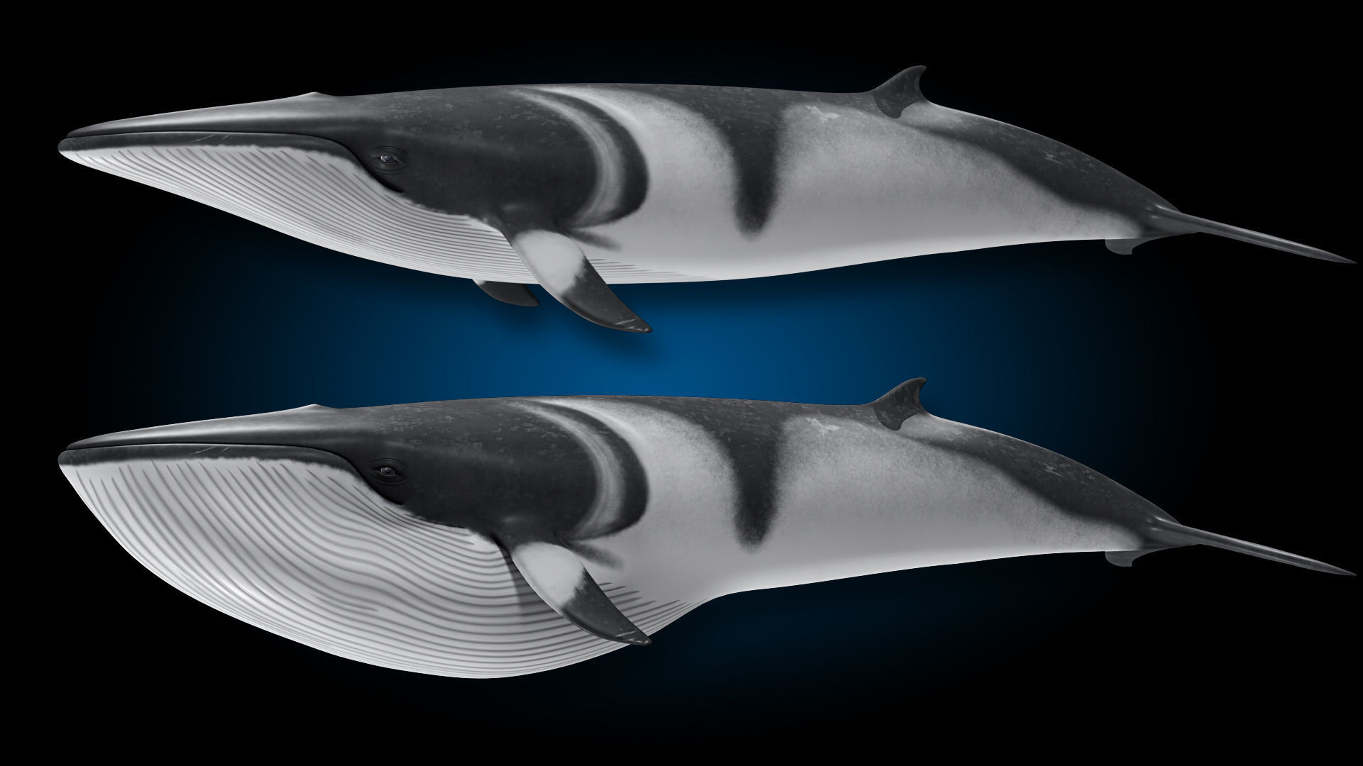 Minke Whale 3D model_8