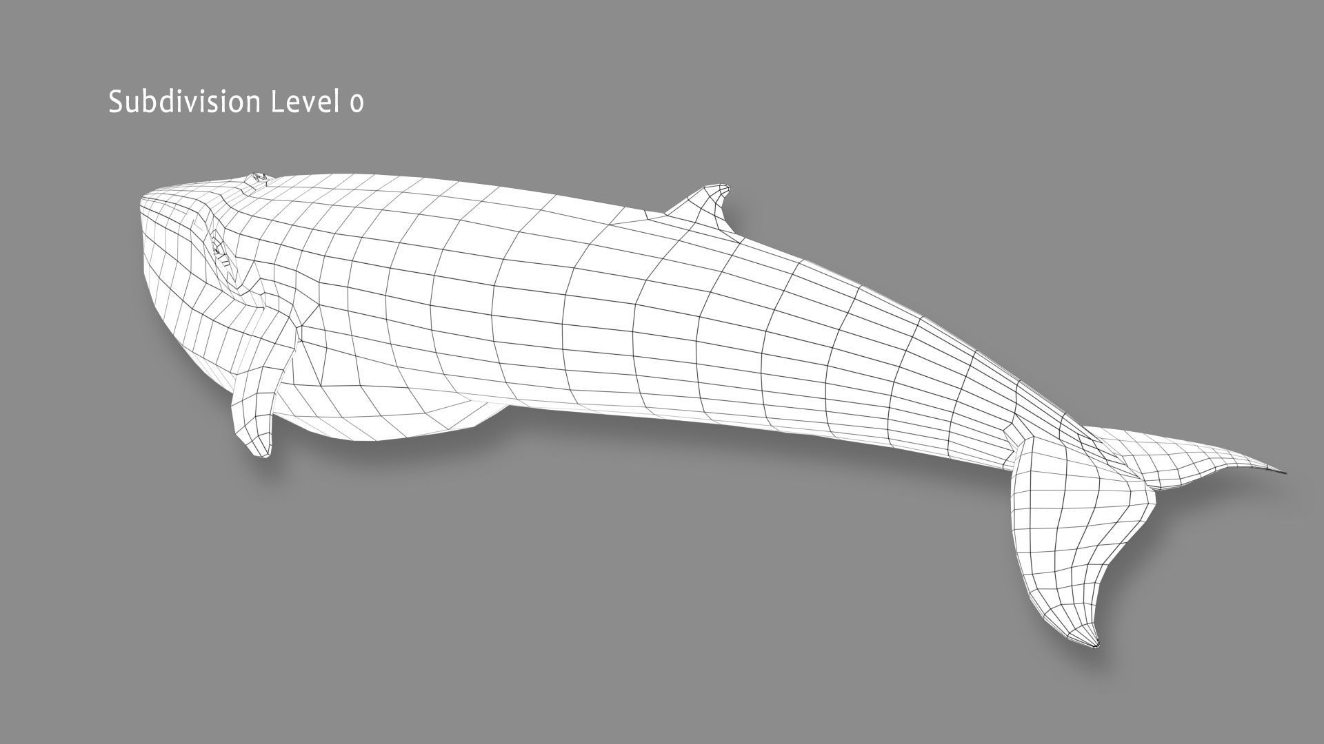 Minke Whale 3D model_19