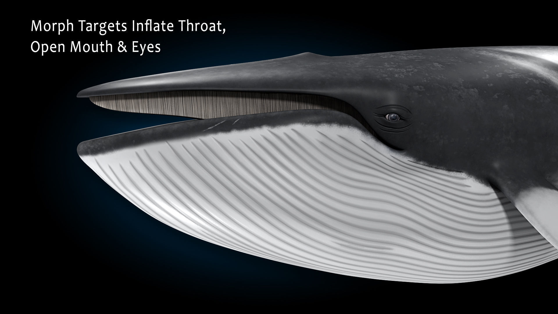 Minke Whale 3D model_14