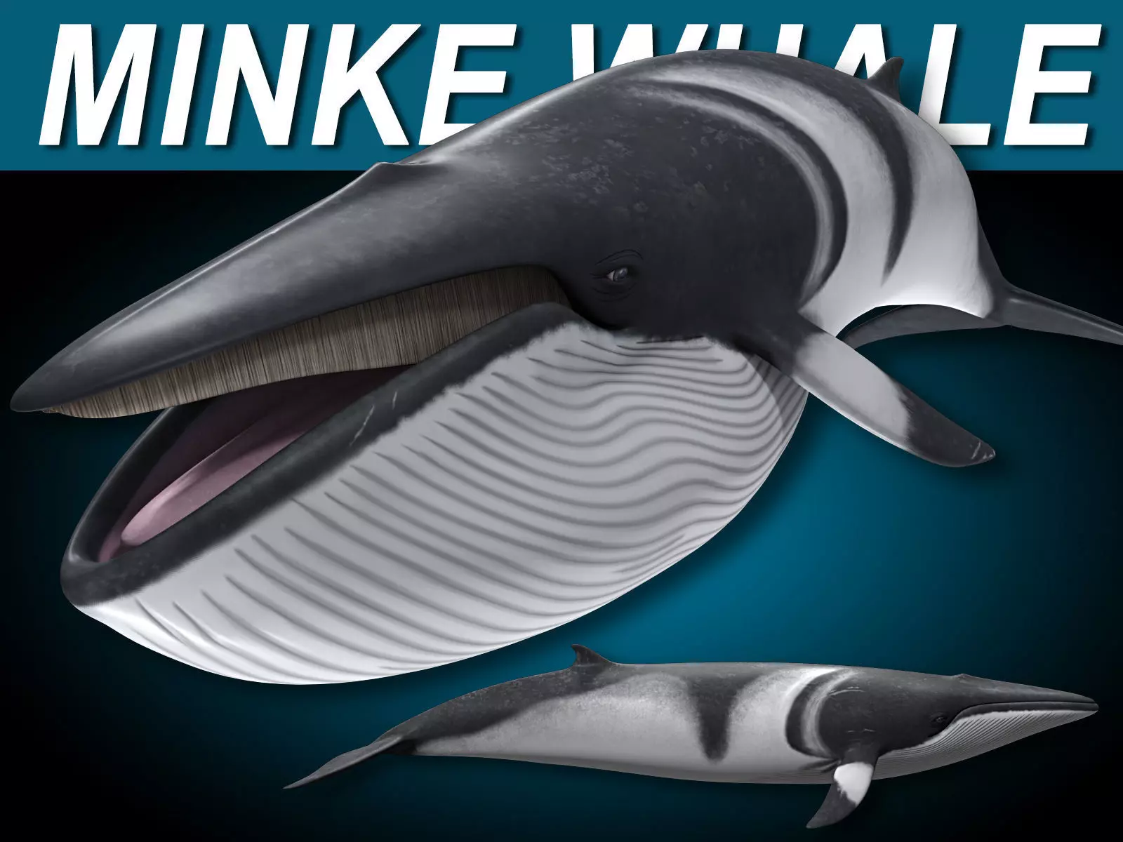 Minke Whale 3D model_0