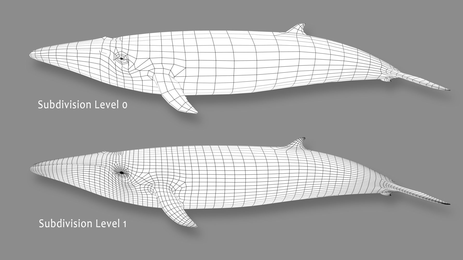 Minke Whale 3D model_16