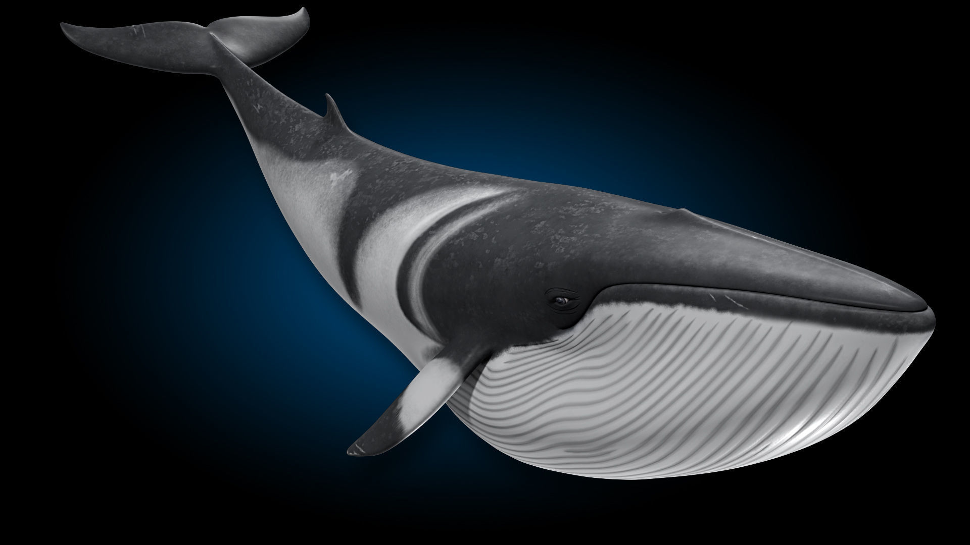 Minke Whale 3D model_6