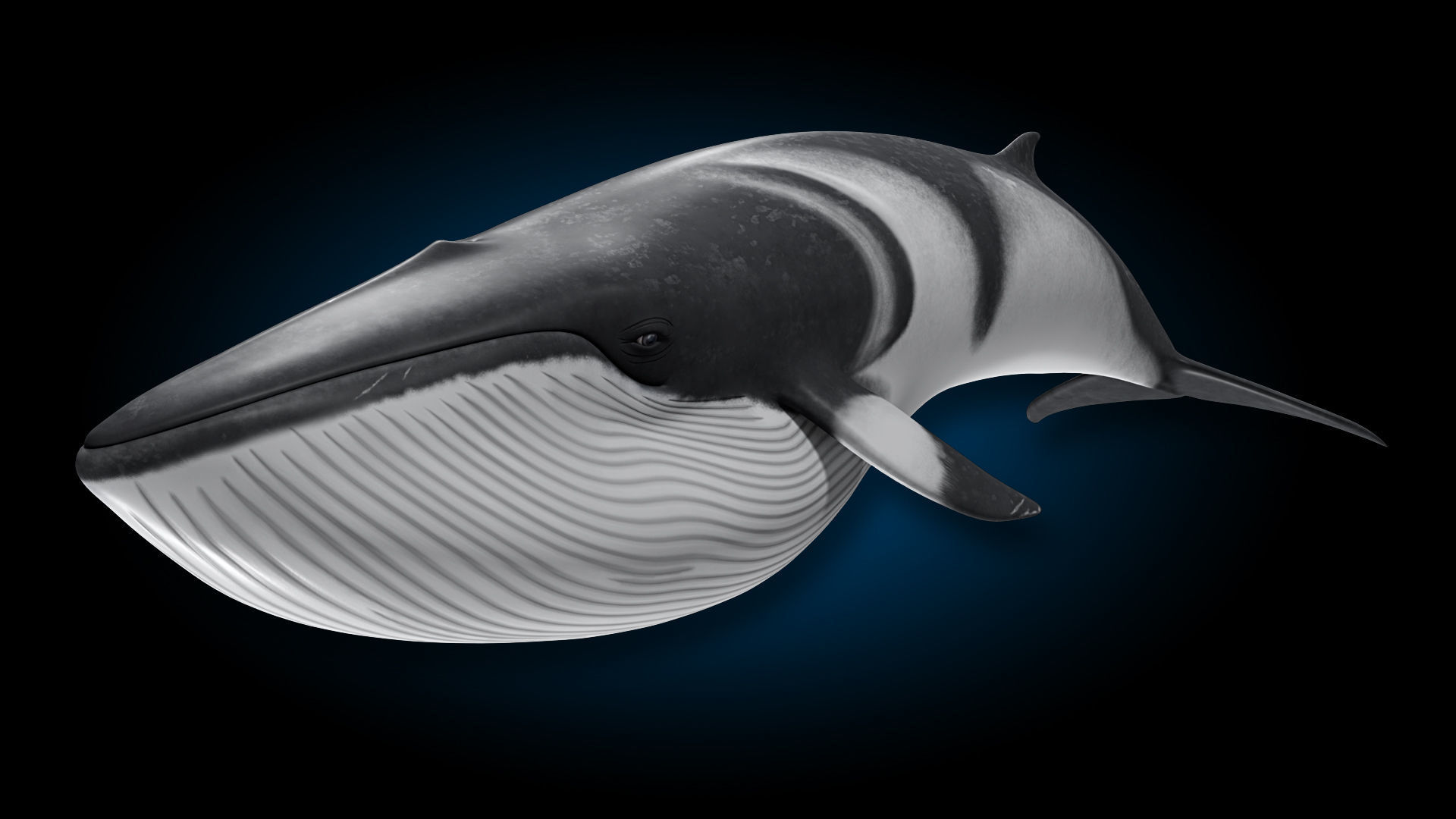 Minke Whale 3D model_3