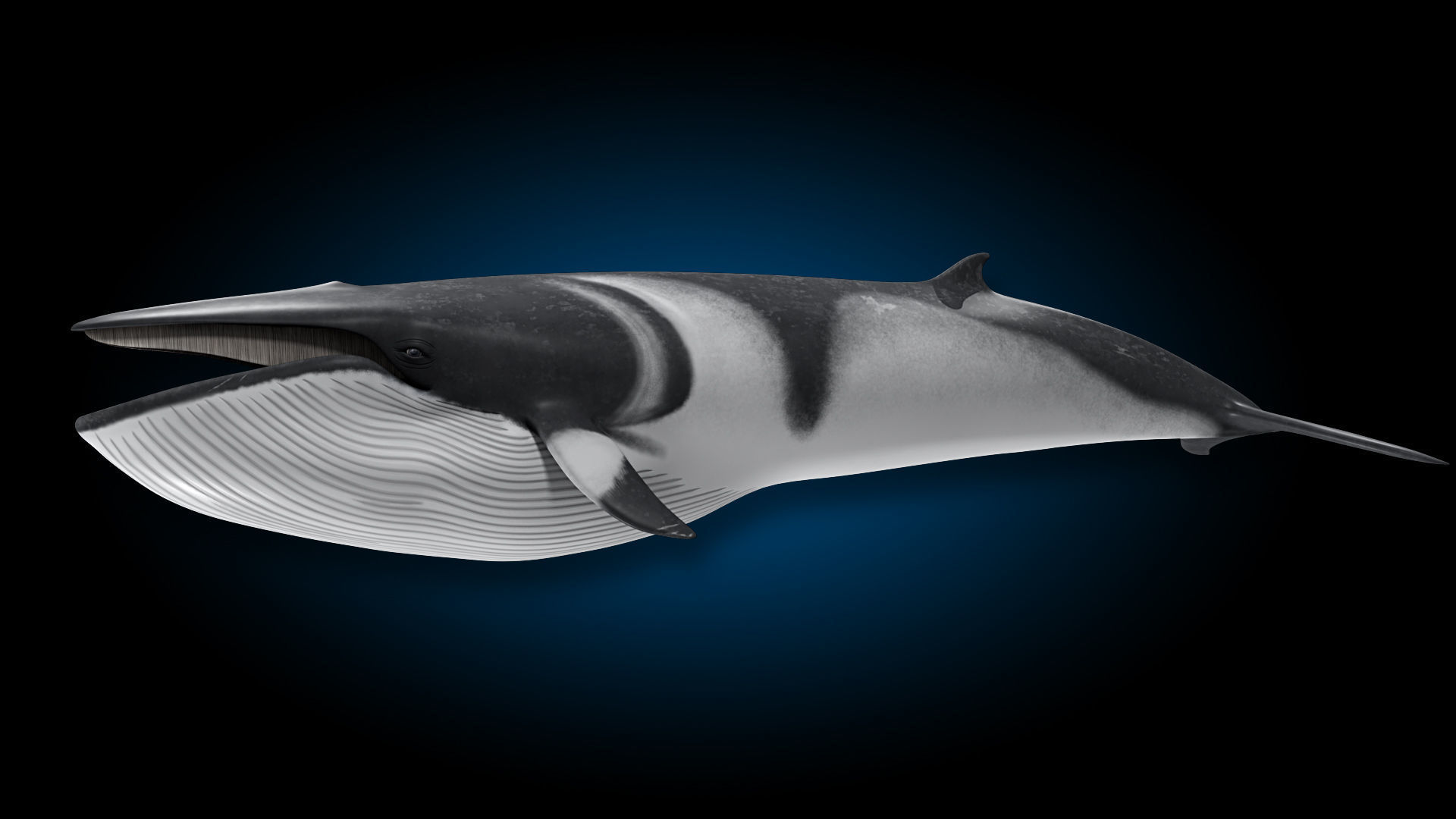 Minke Whale 3D model_9