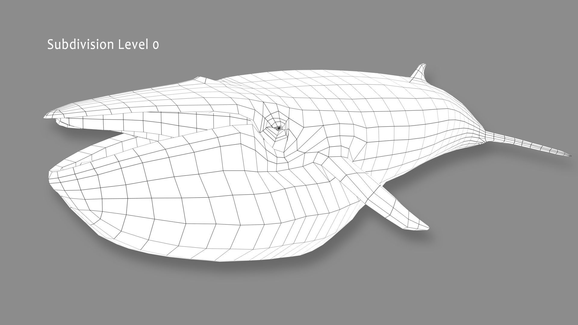 Minke Whale 3D model_17