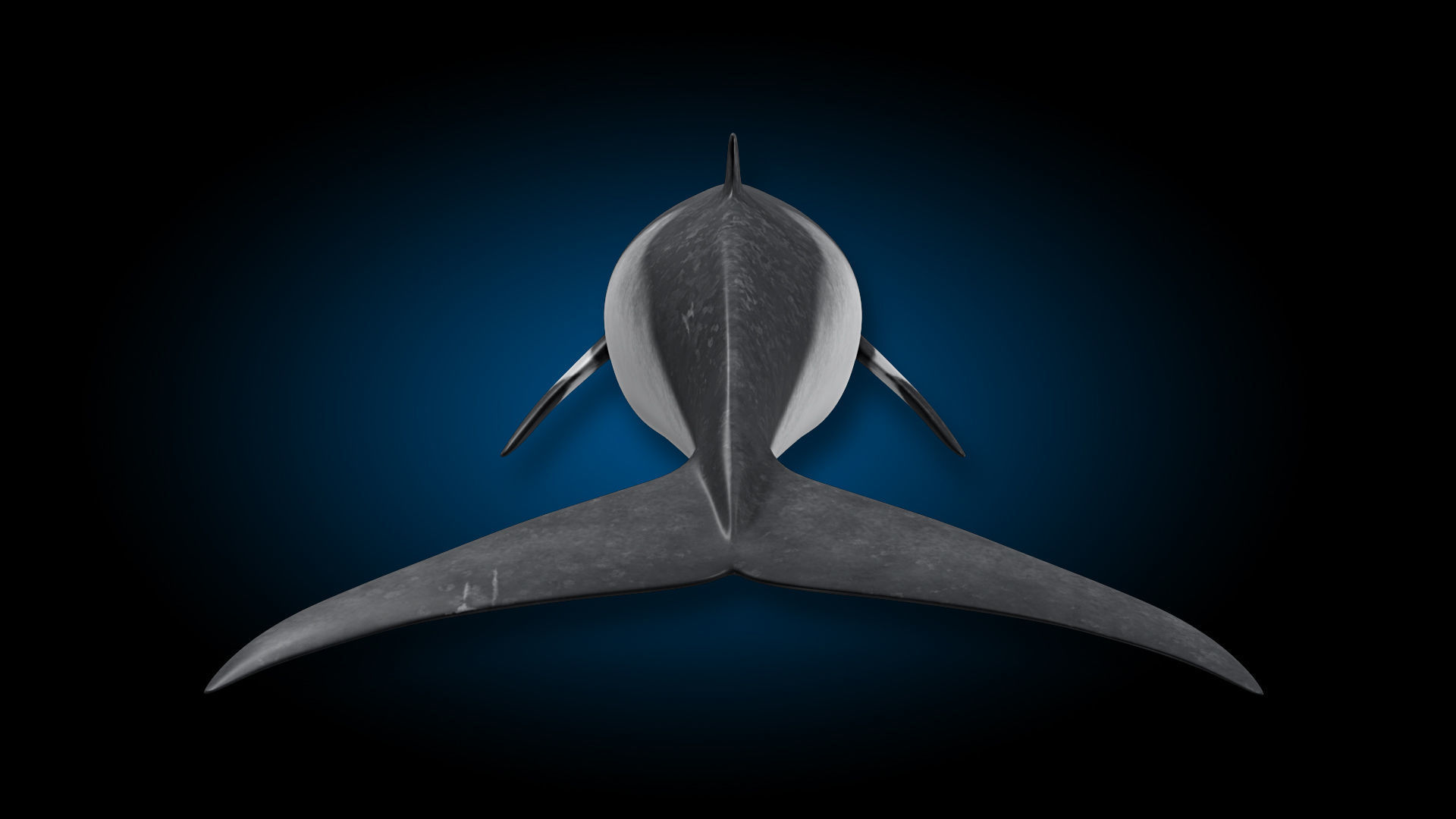 Minke Whale 3D model_11