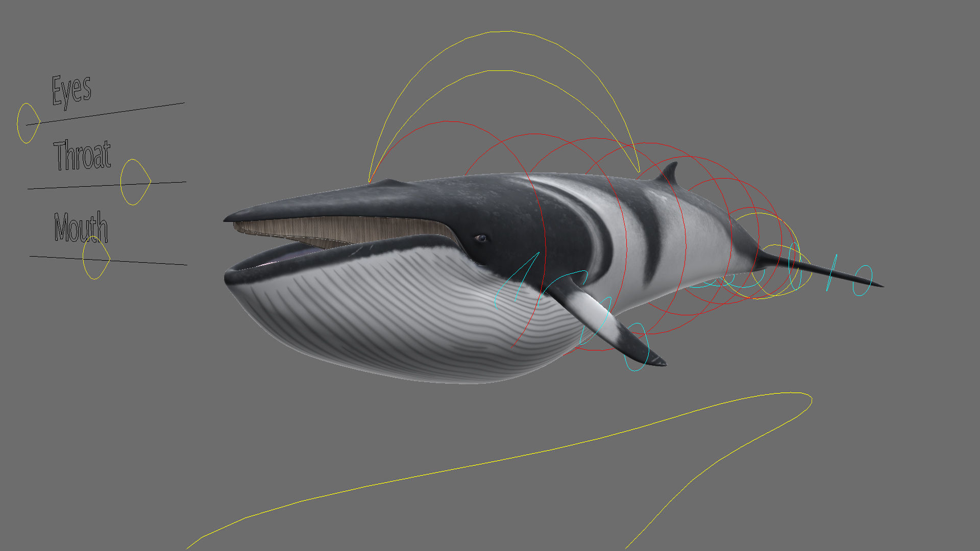 Minke Whale 3D model_21