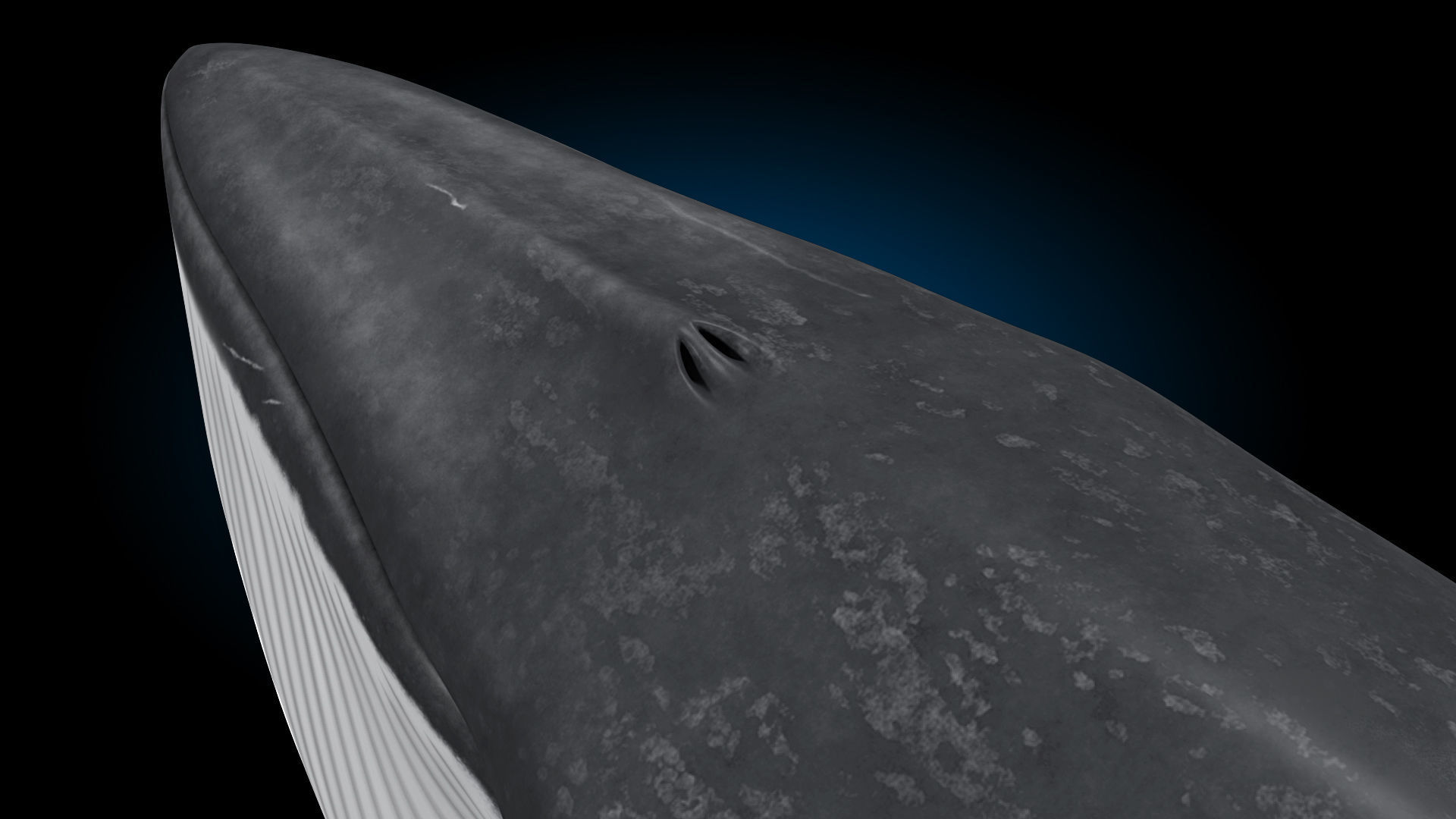 Minke Whale 3D model_15