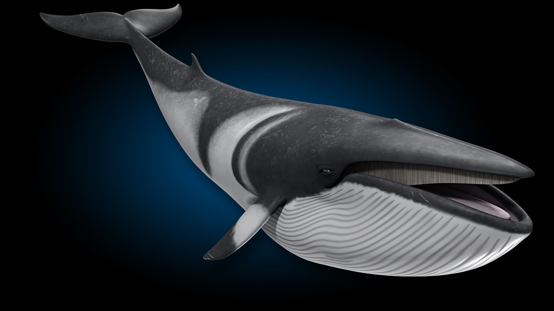 Minke Whale 3D model_5