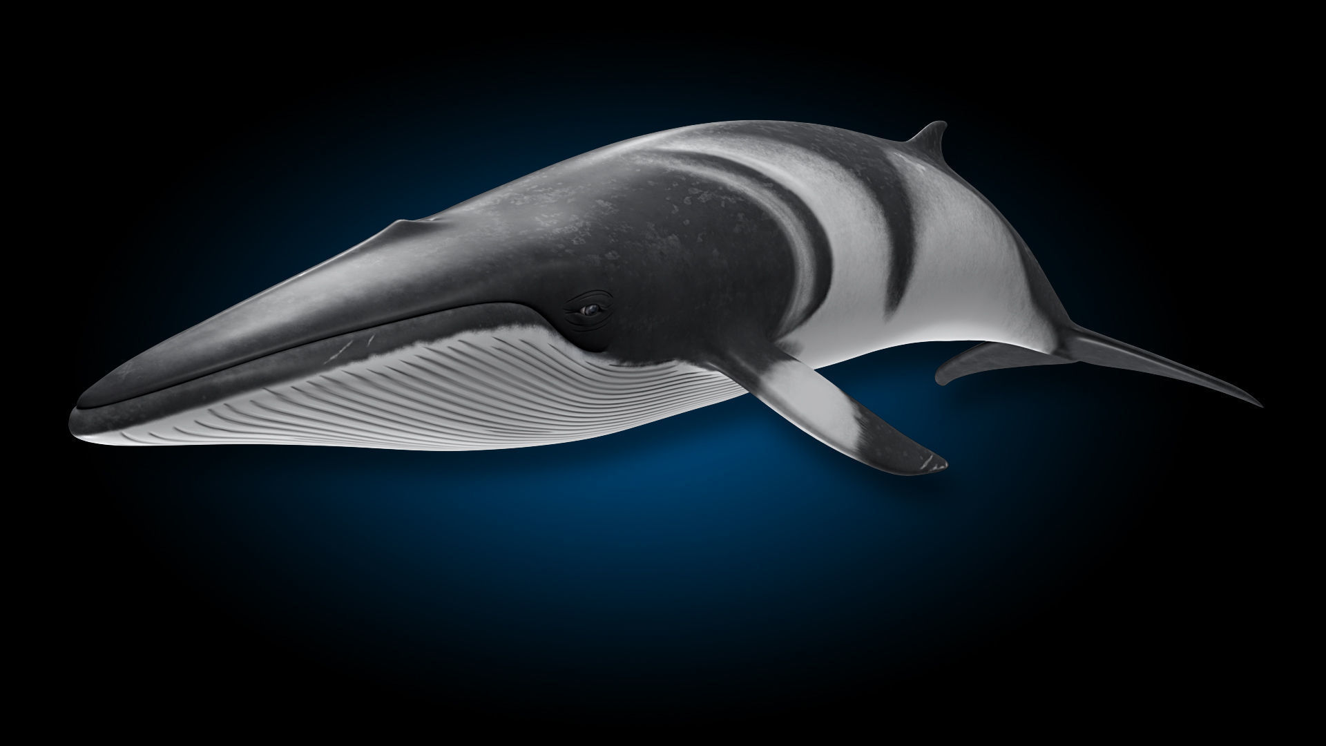 Minke Whale 3D model_4