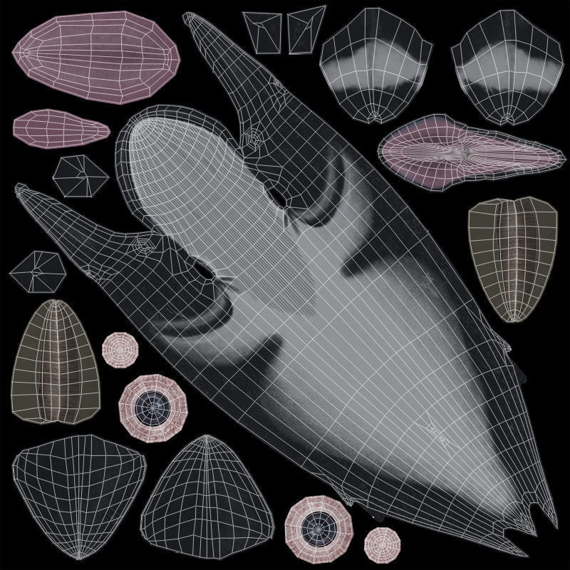 Minke Whale 3D model_22