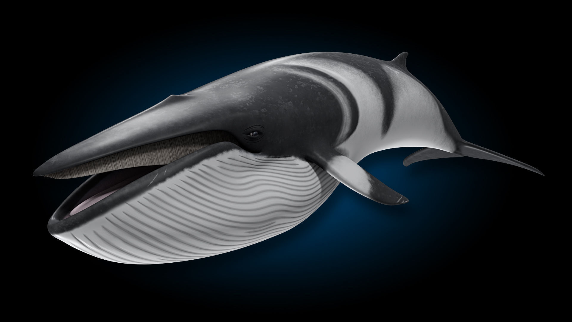 Minke Whale 3D model_2