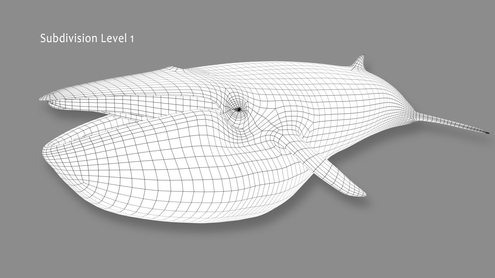 Minke Whale 3D model_18