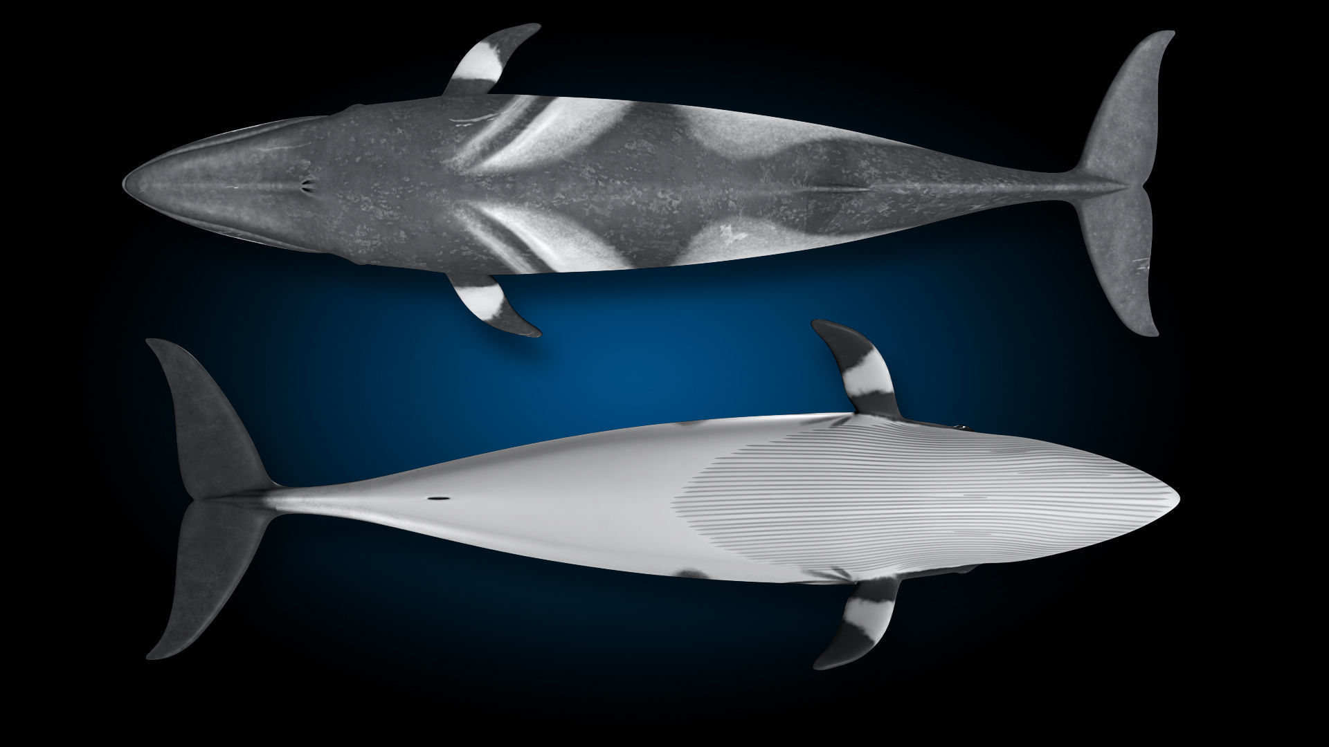 Minke Whale 3D model_12