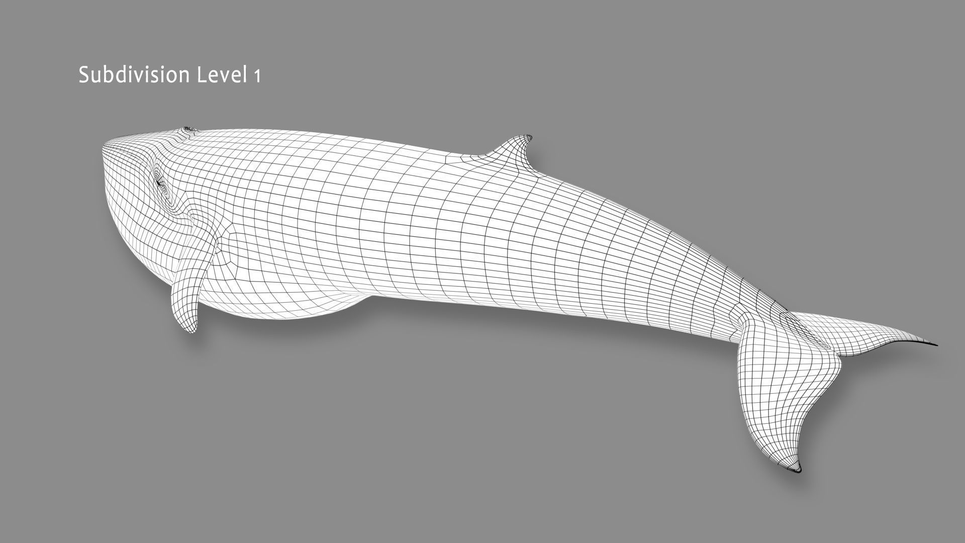 Minke Whale 3D model_20