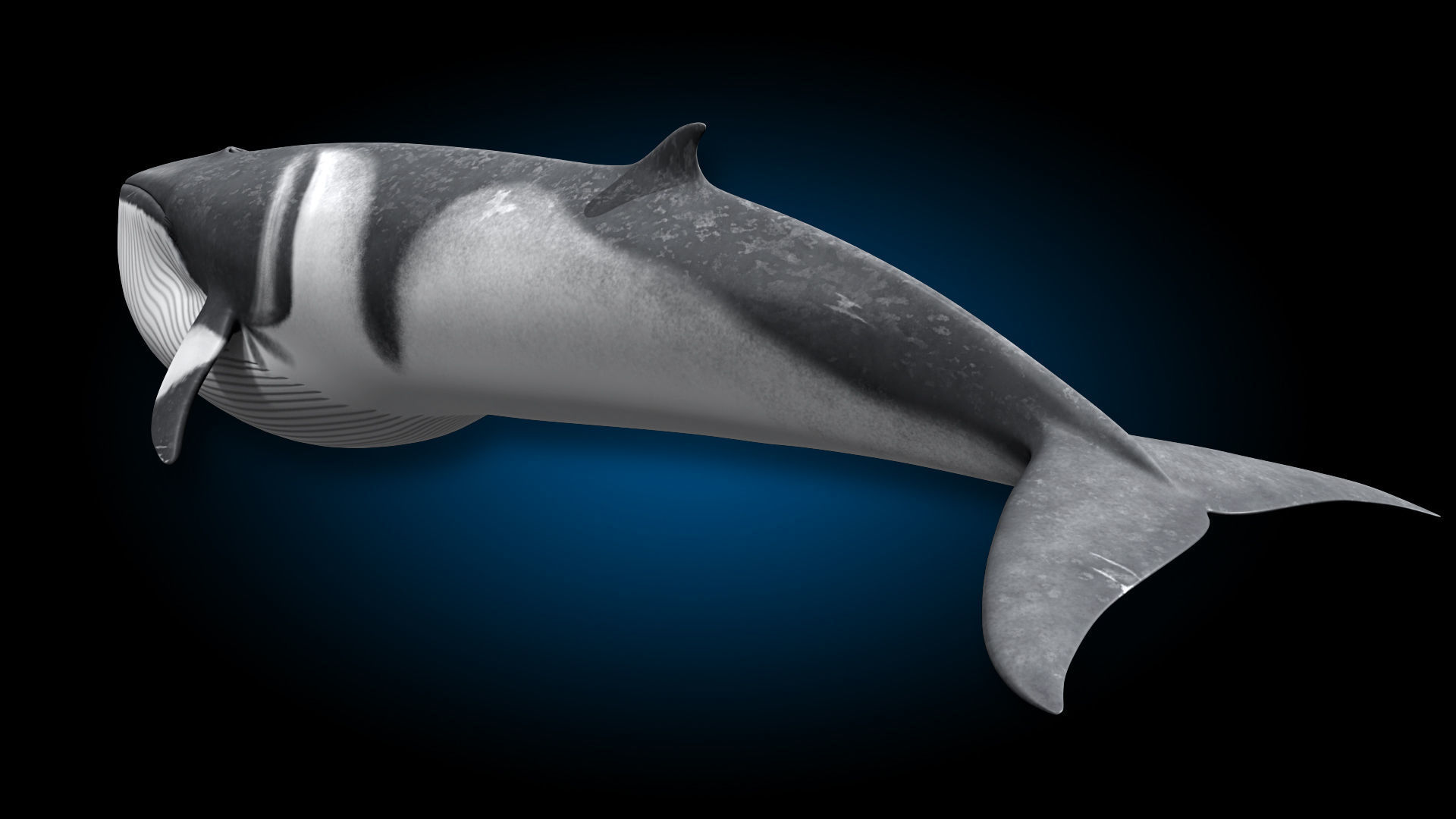 Minke Whale 3D model_10