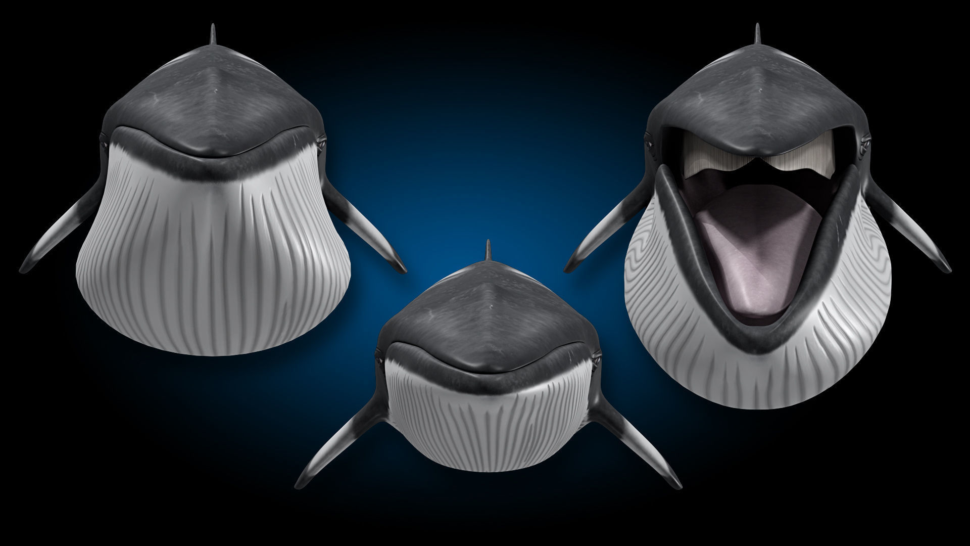 Minke Whale 3D model_13